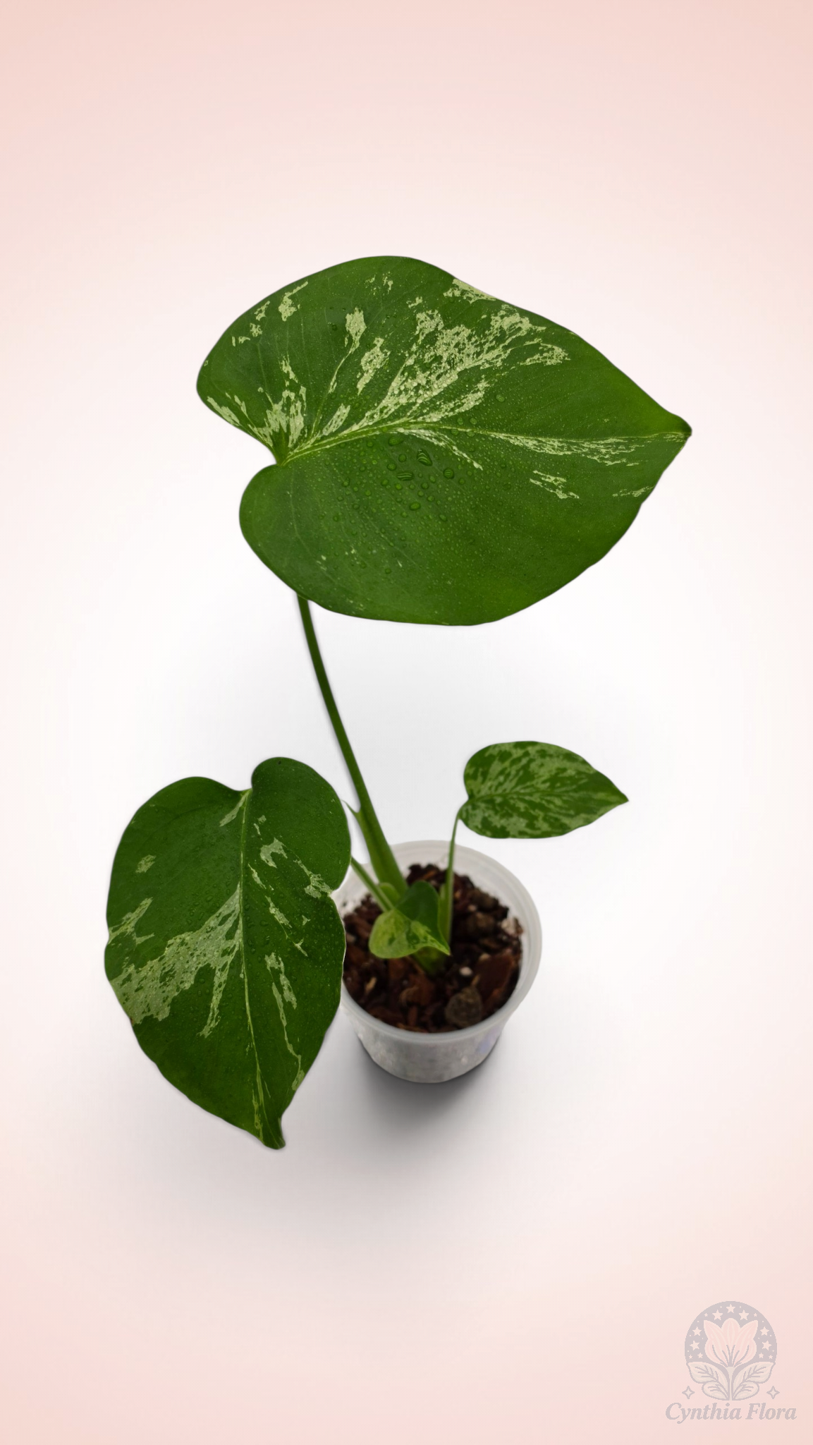 Monstera Bulbasaur