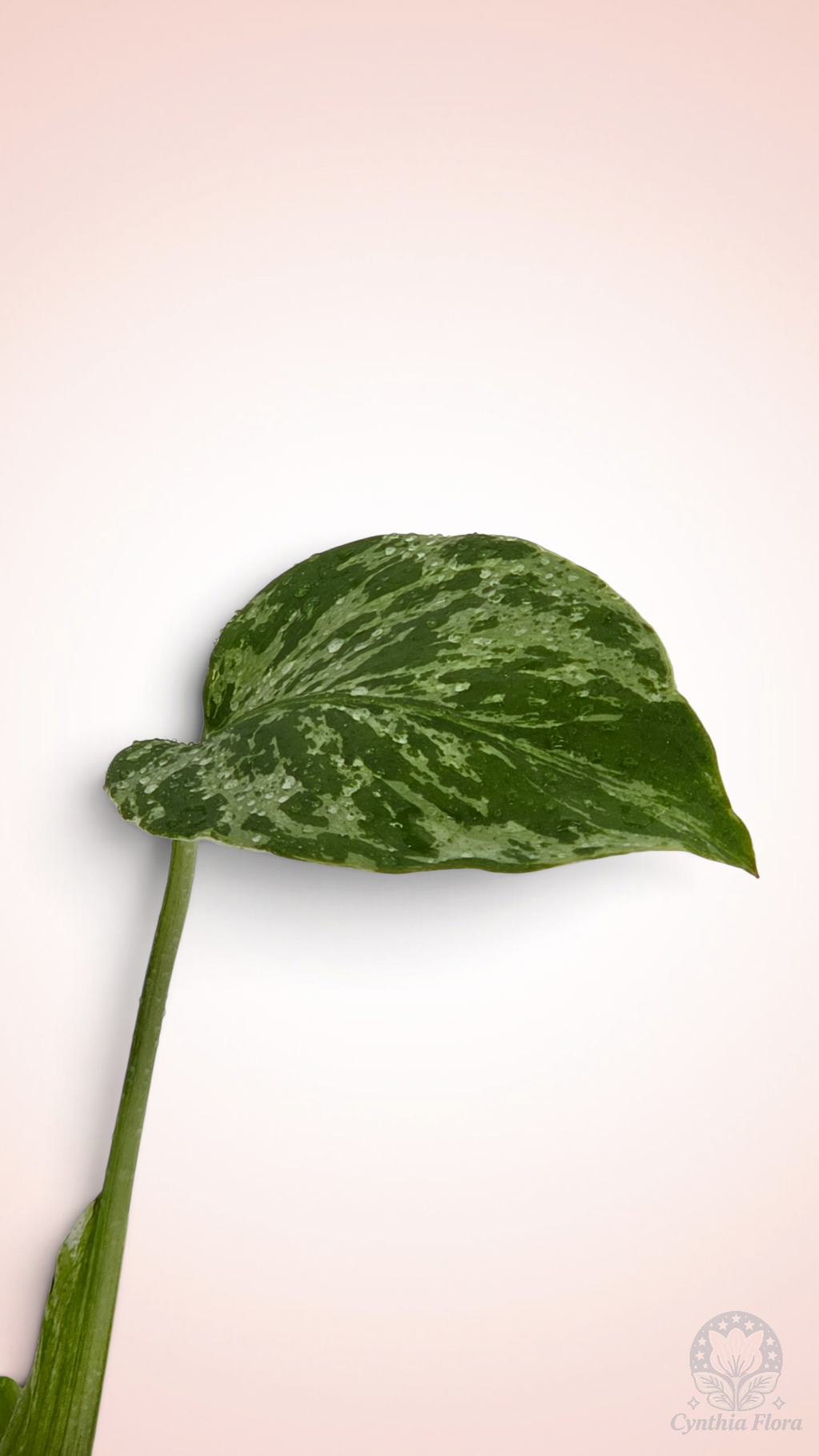 Monstera Bulbasaur