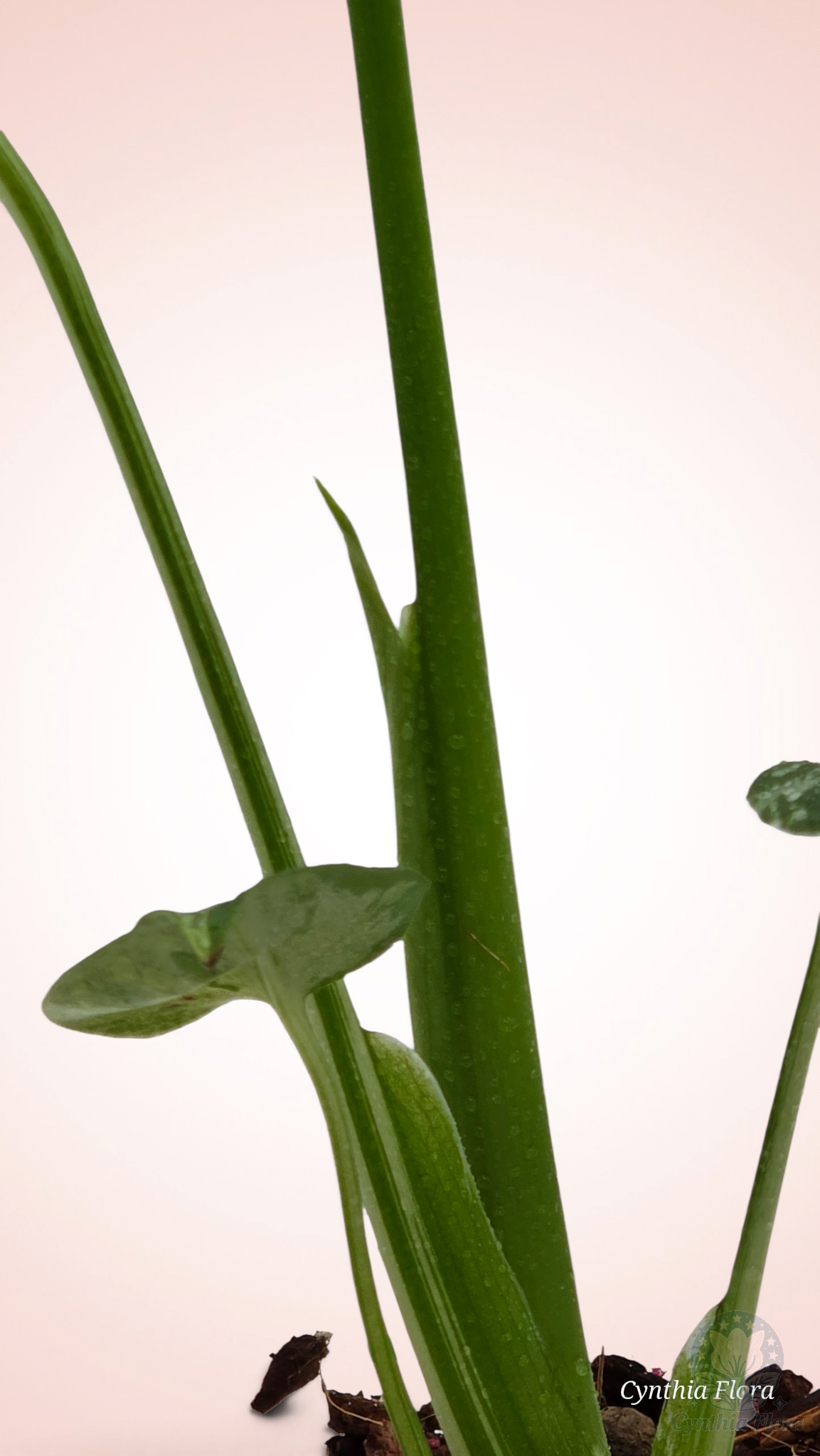 Monstera Bulbasaur