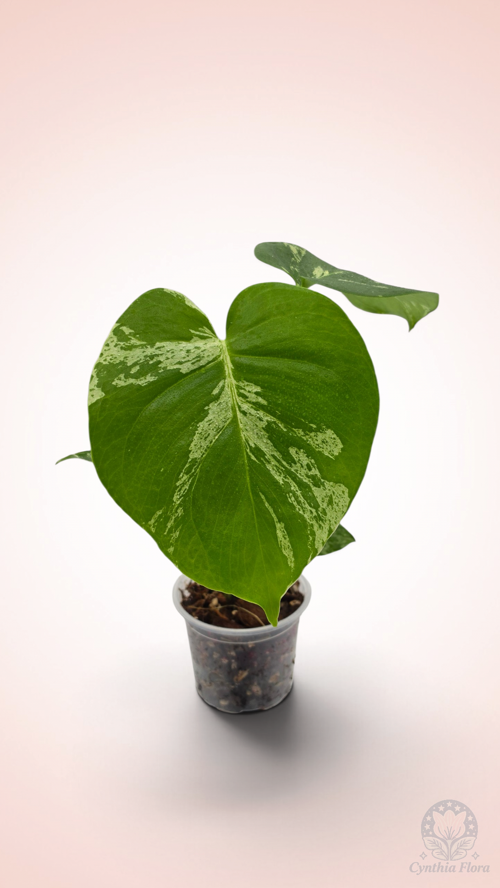 Monstera Bulbasaur