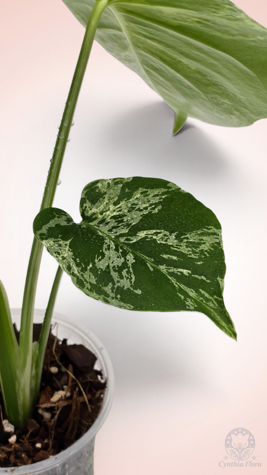 Monstera Bulbasaur