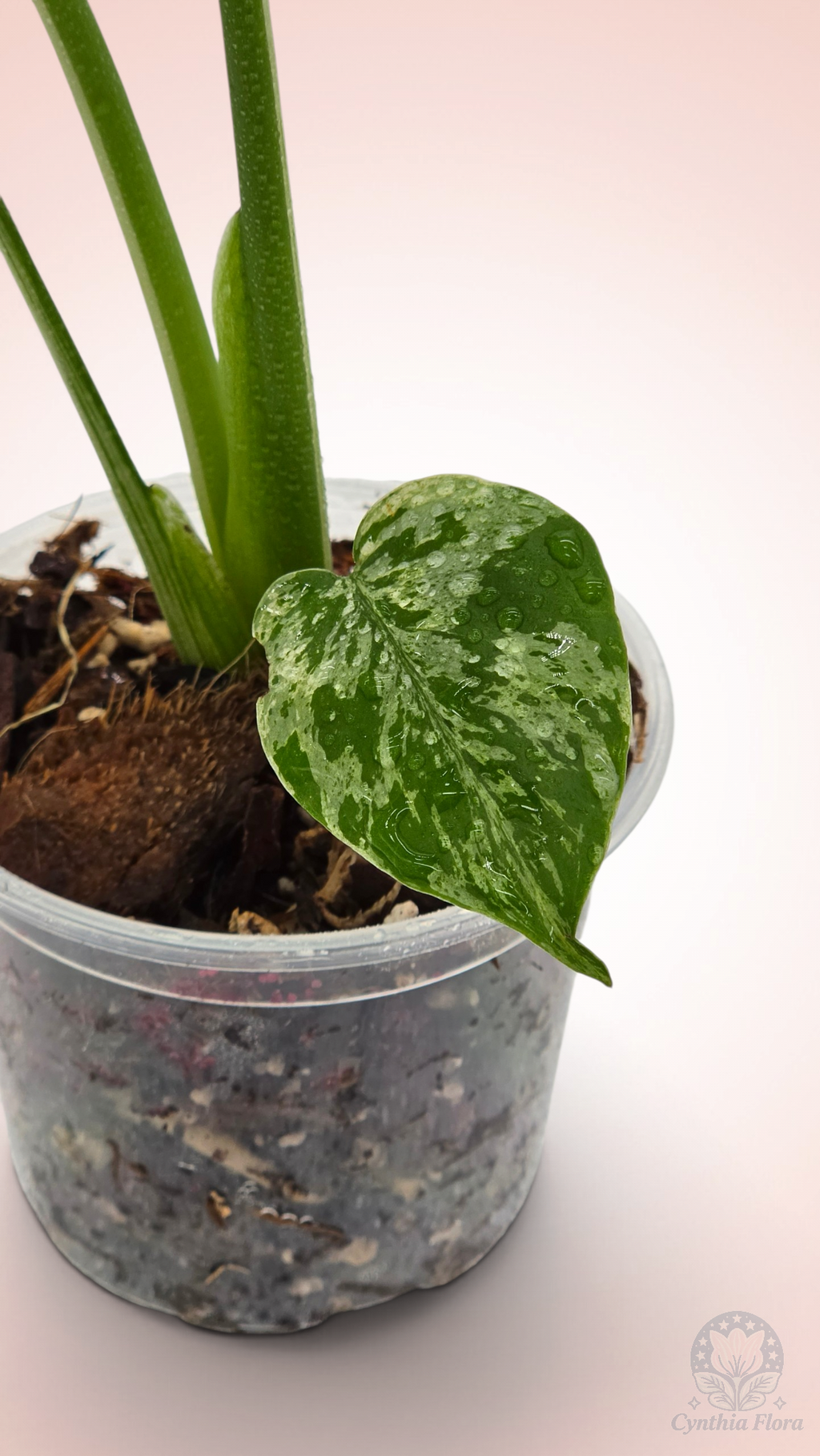 Monstera Bulbasaur