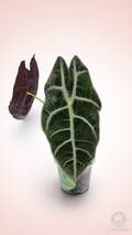 Alocasia Watsoniana Lightning