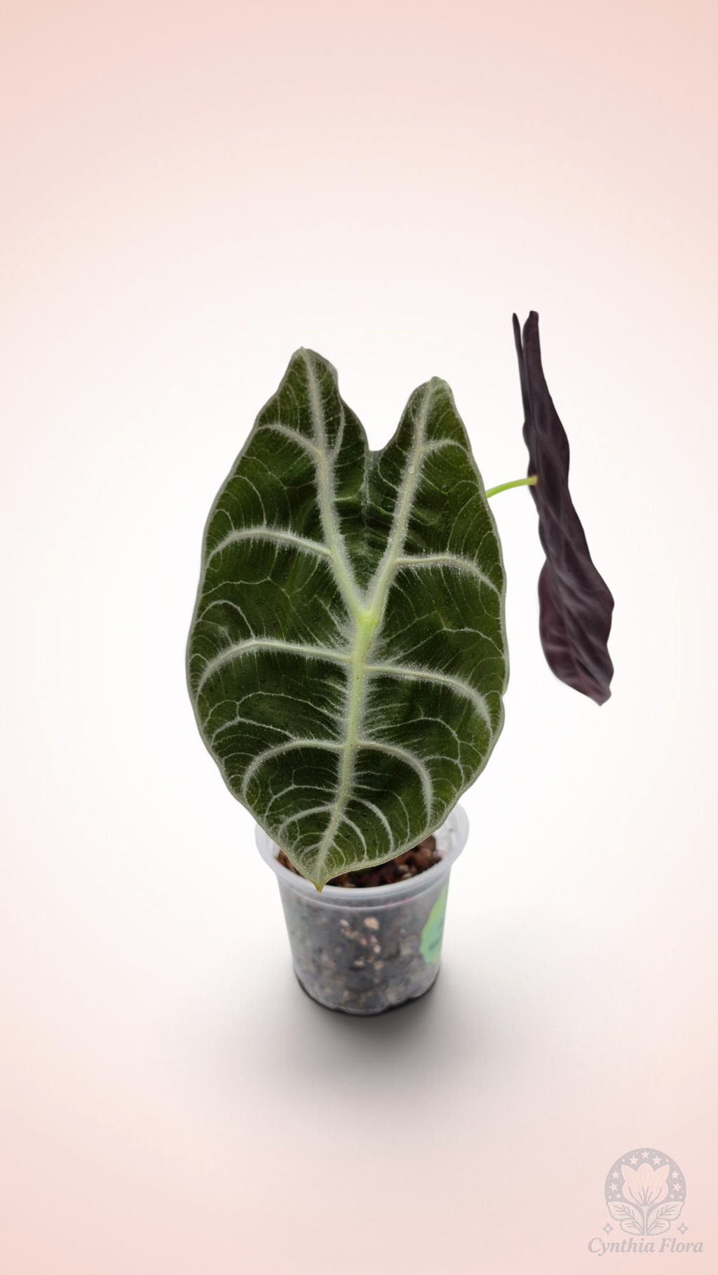 Alocasia Watsoniana Lightning