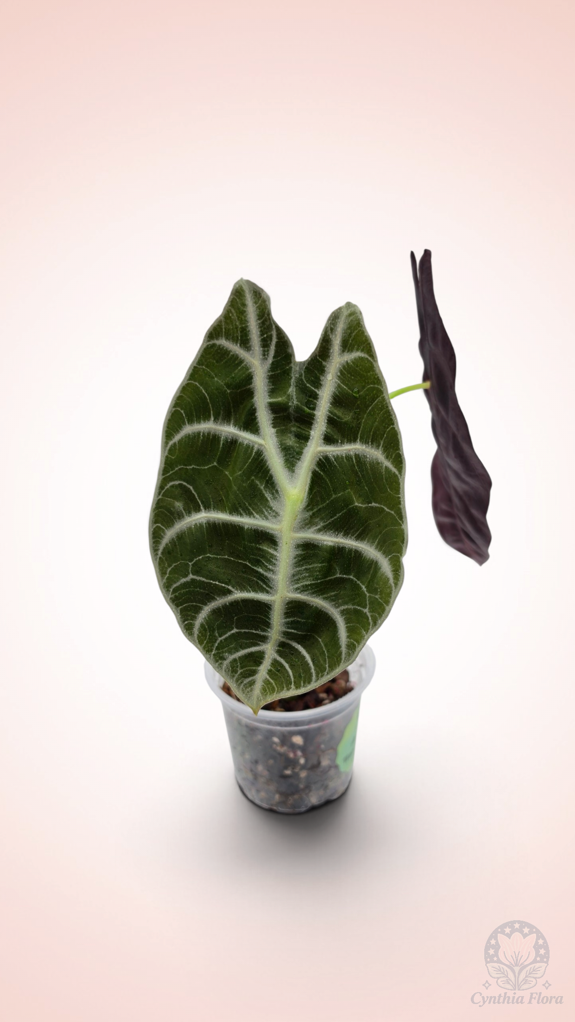 Alocasia Watsoniana Lightning