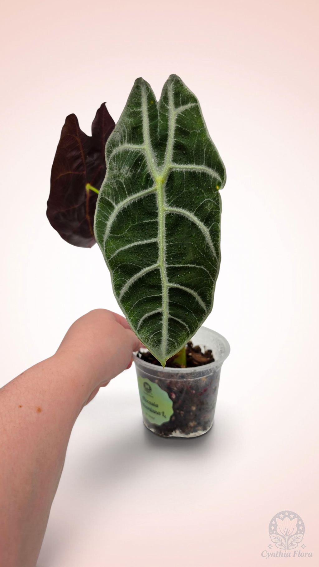 Alocasia Watsoniana Lightning