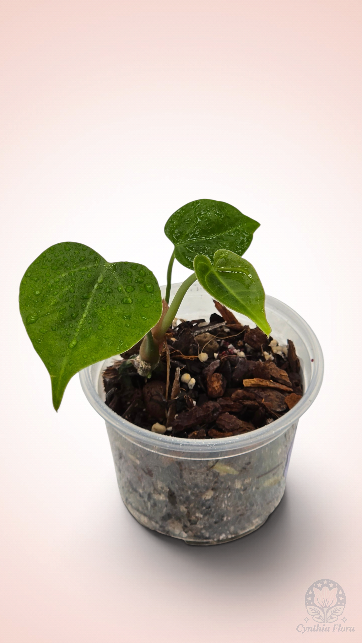 Anthurium Clarinervium