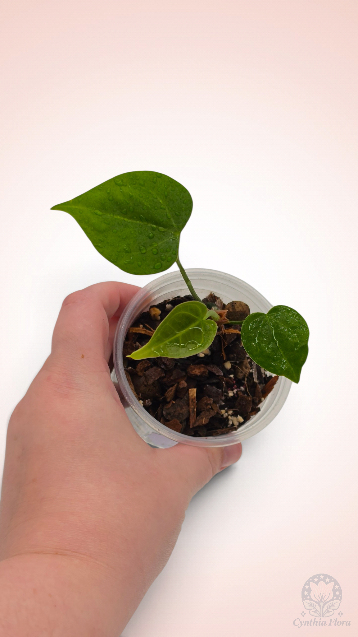 Anthurium Clarinervium