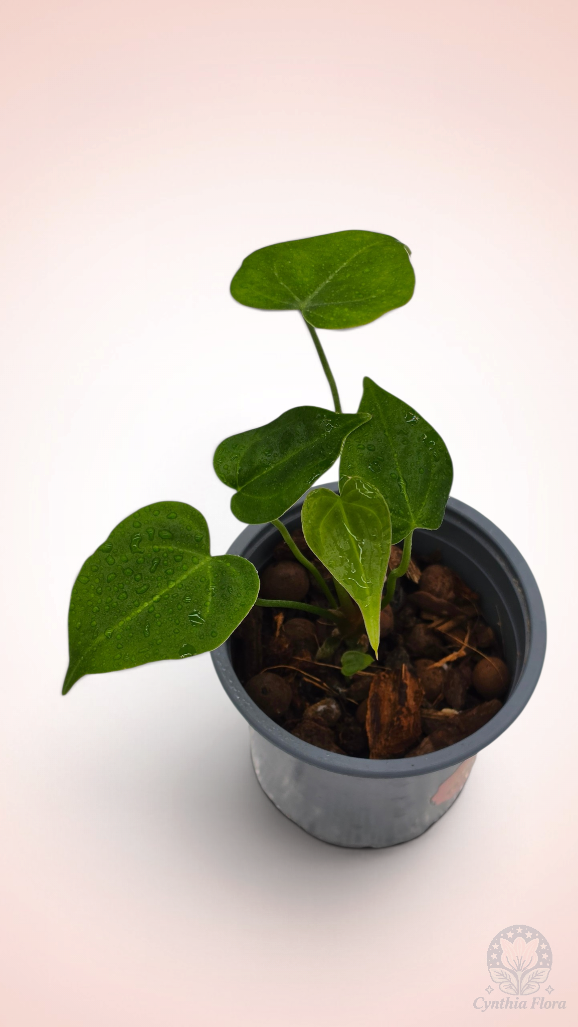 Anthurium Clarinervium