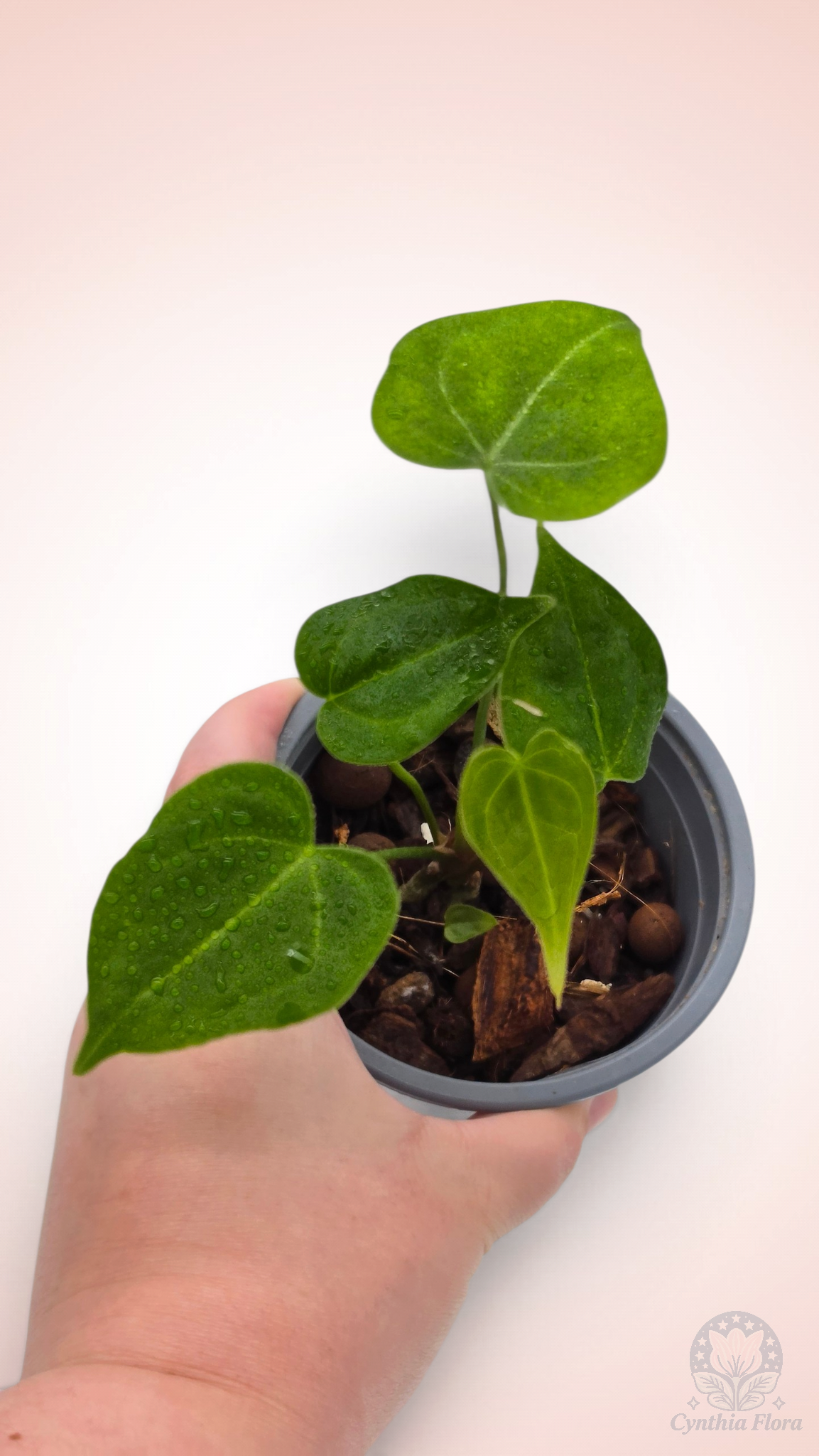 Anthurium Clarinervium