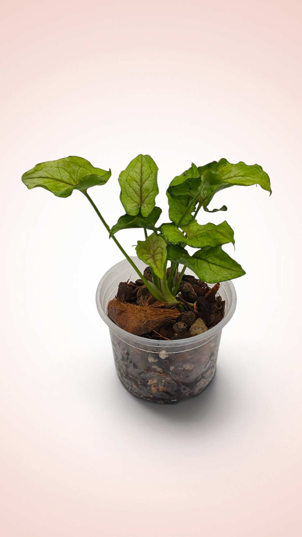 Syngonium Yami Red Wine