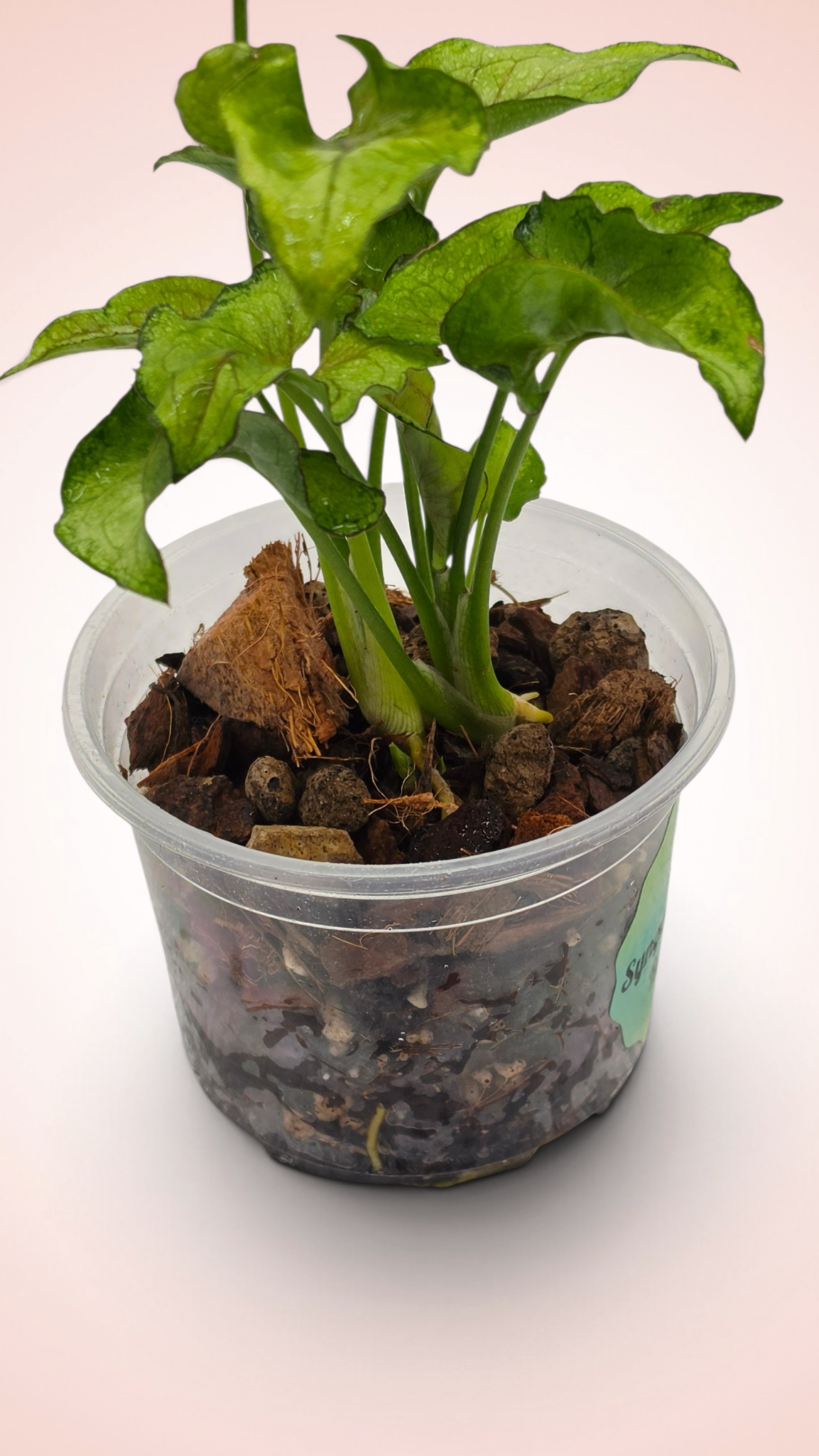 Syngonium Yami Red Wine