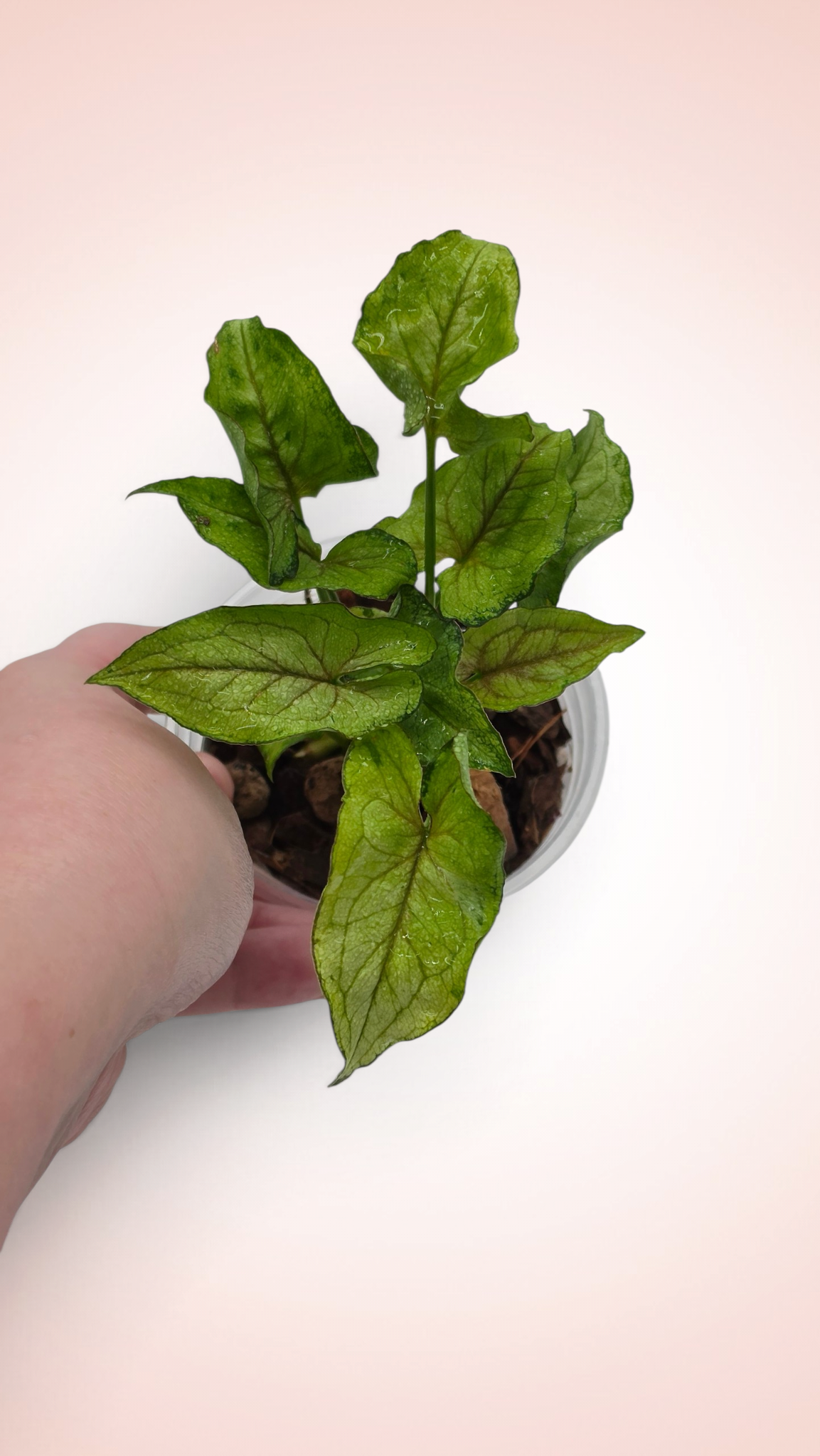 Syngonium Yami Red Wine