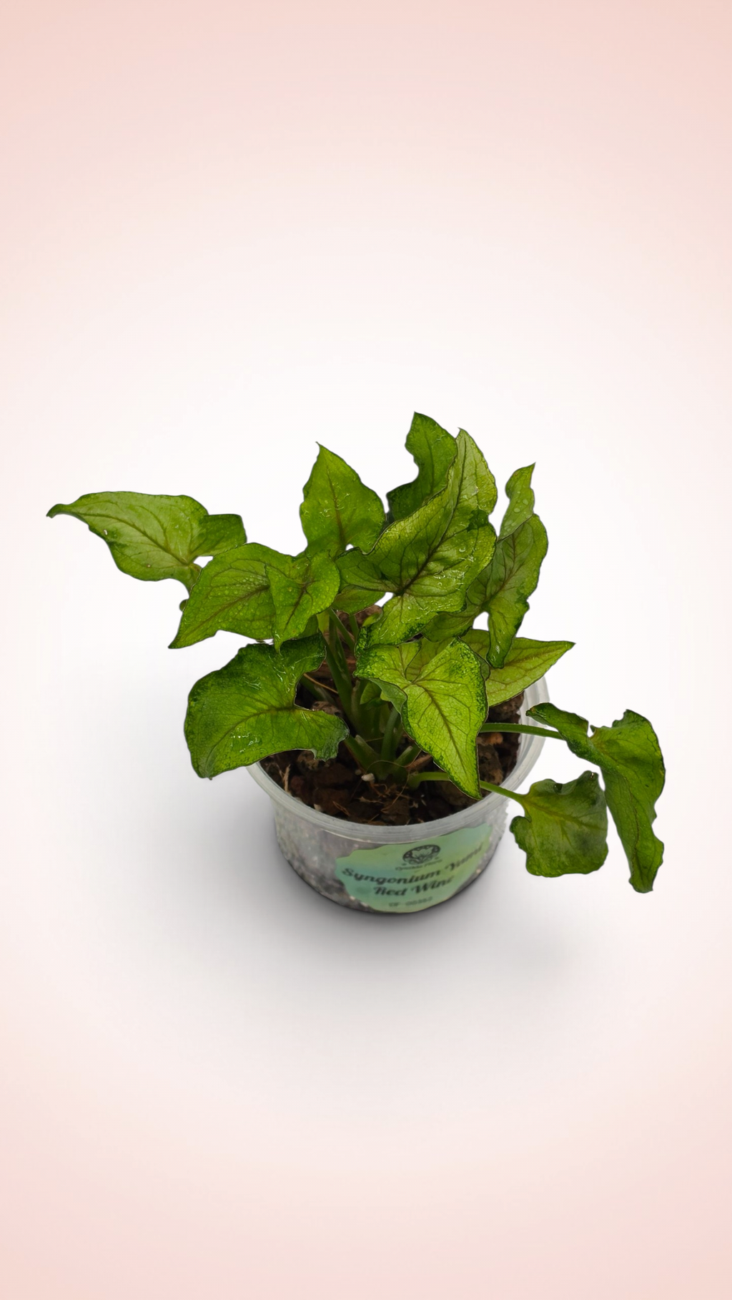 Syngonium Yami Red Wine