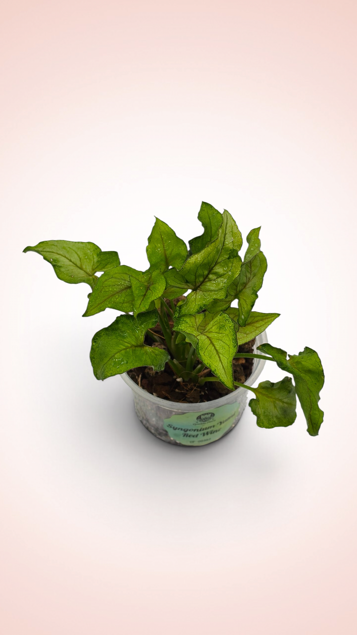 Syngonium Yami Red Wine