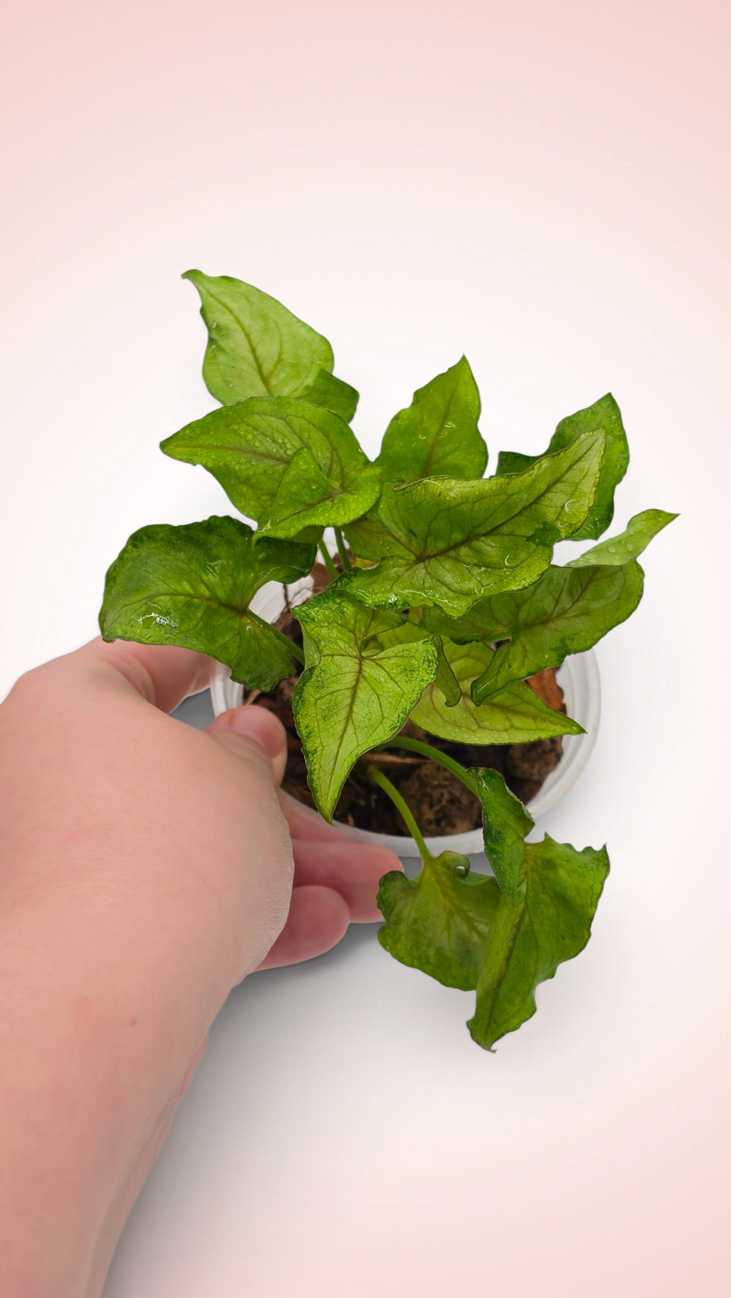 Syngonium Yami Red Wine