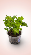 Syngonium Yami Red Wine