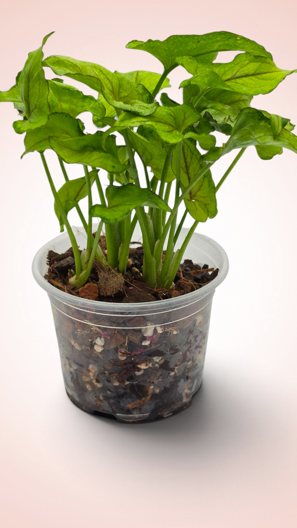 Syngonium Yami Red Wine