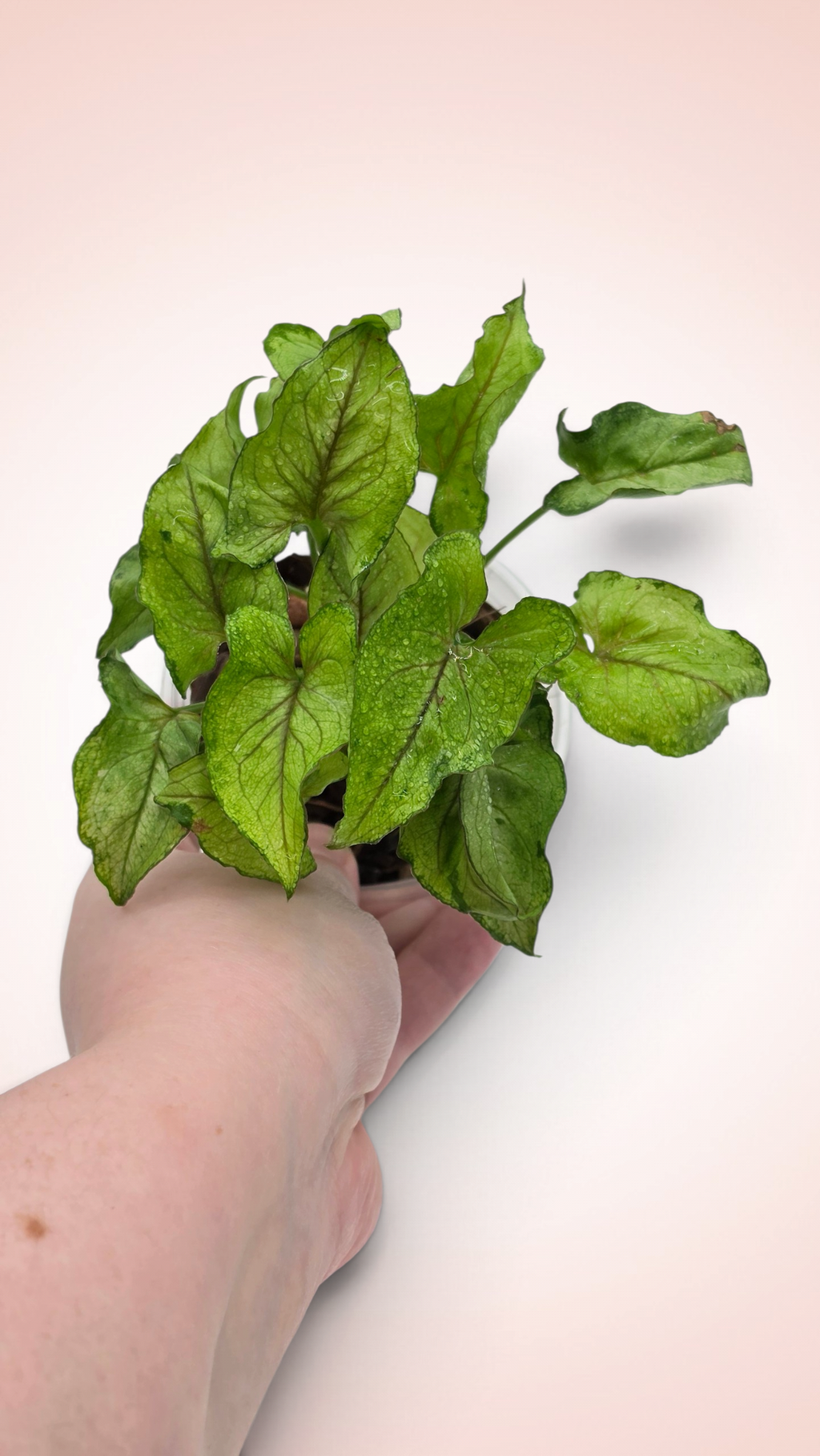 Syngonium Yami Red Wine