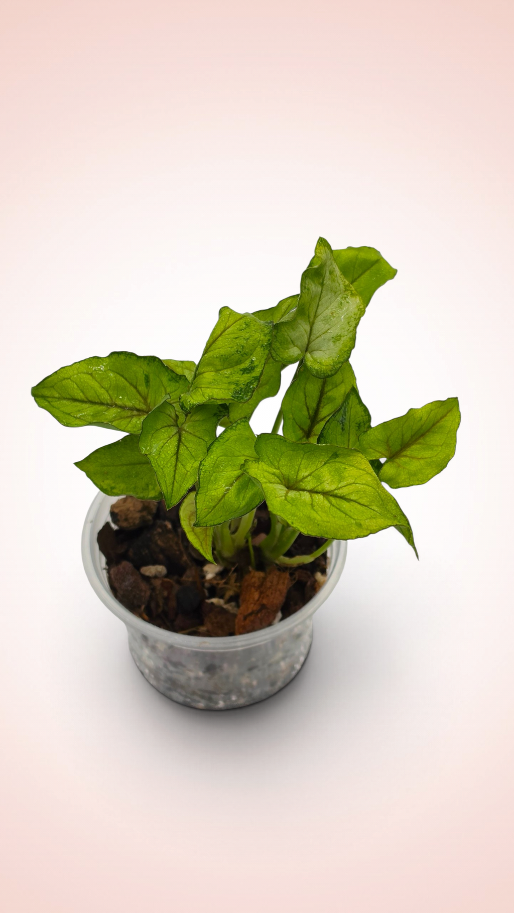 Syngonium Yami Red Wine