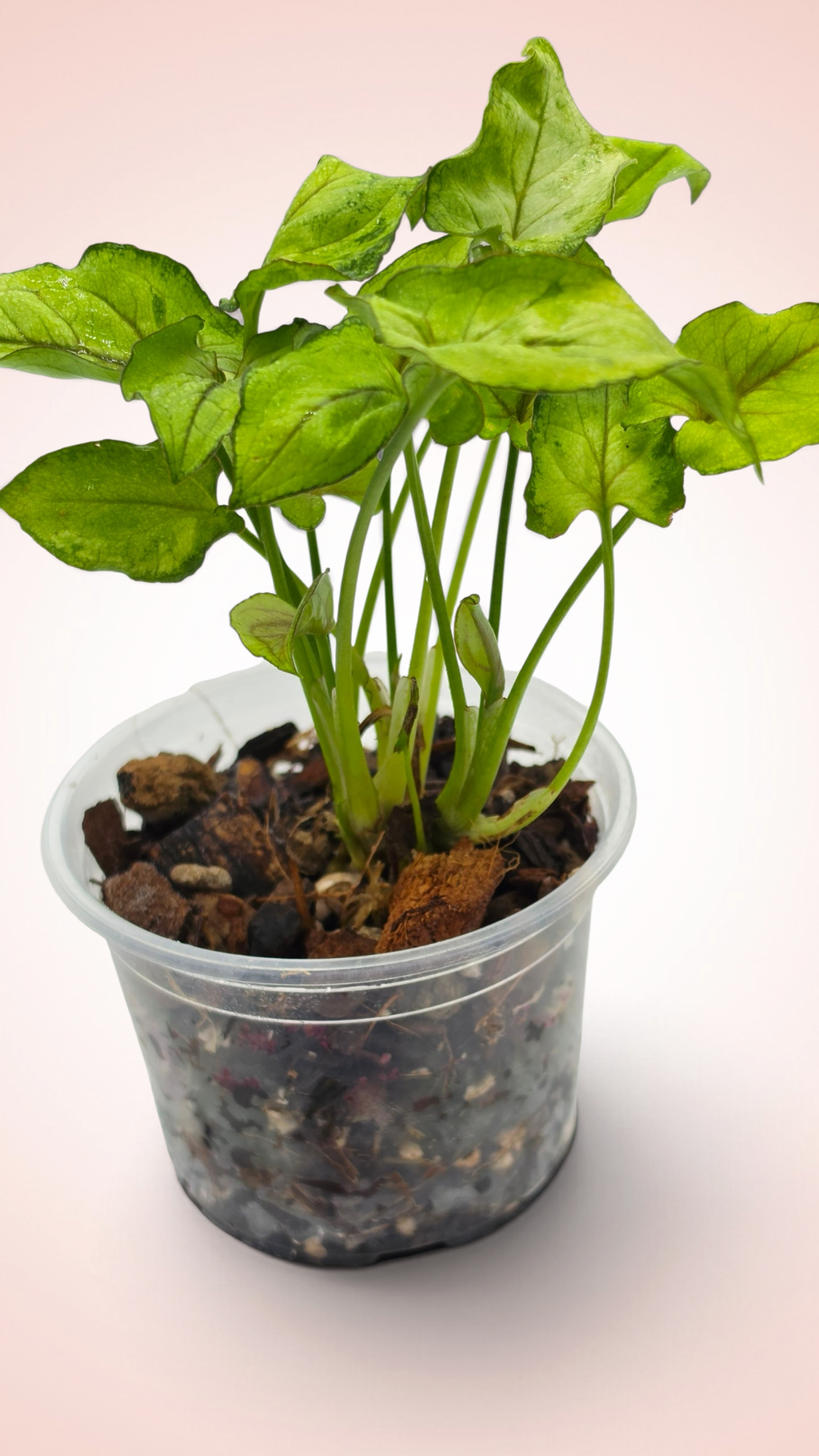 Syngonium Yami Red Wine