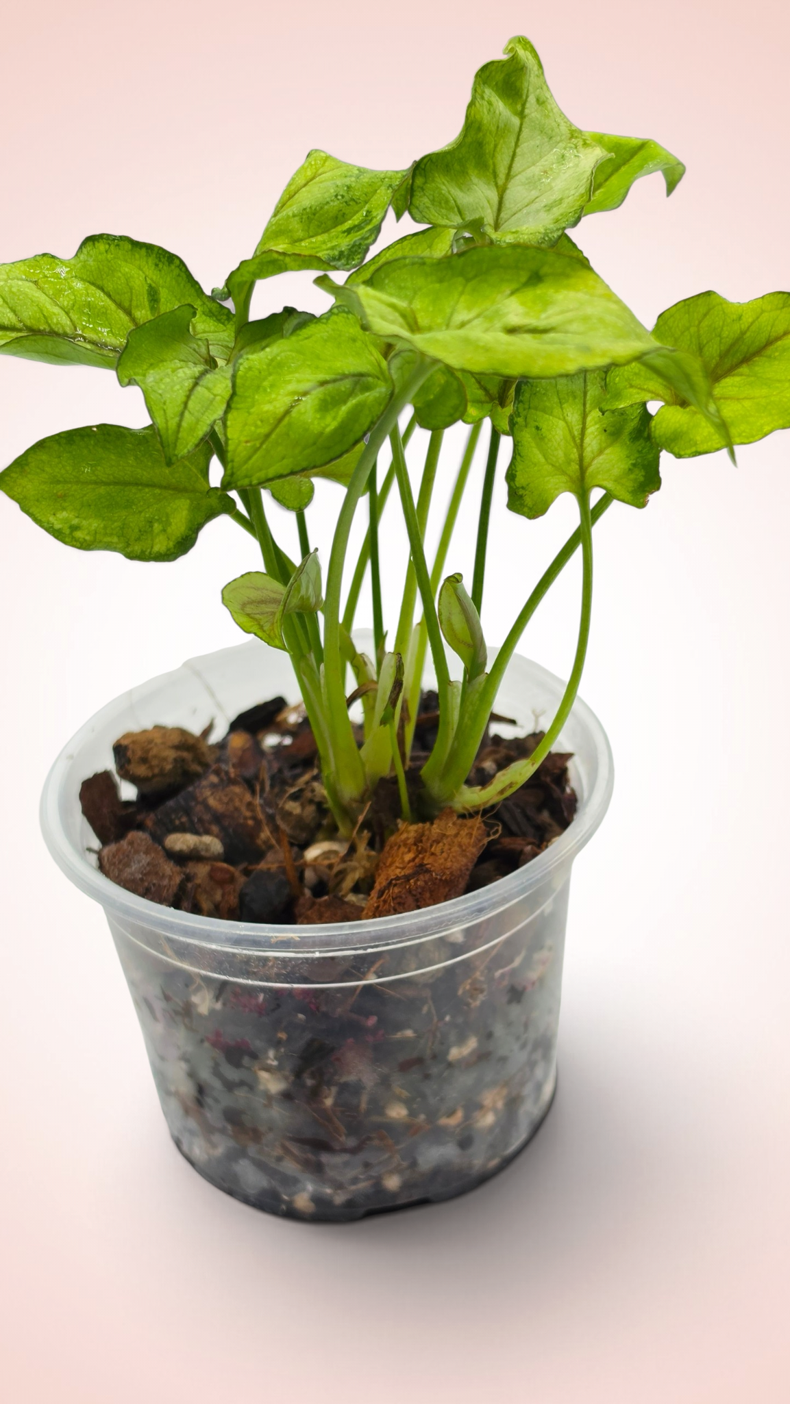 Syngonium Yami Red Wine