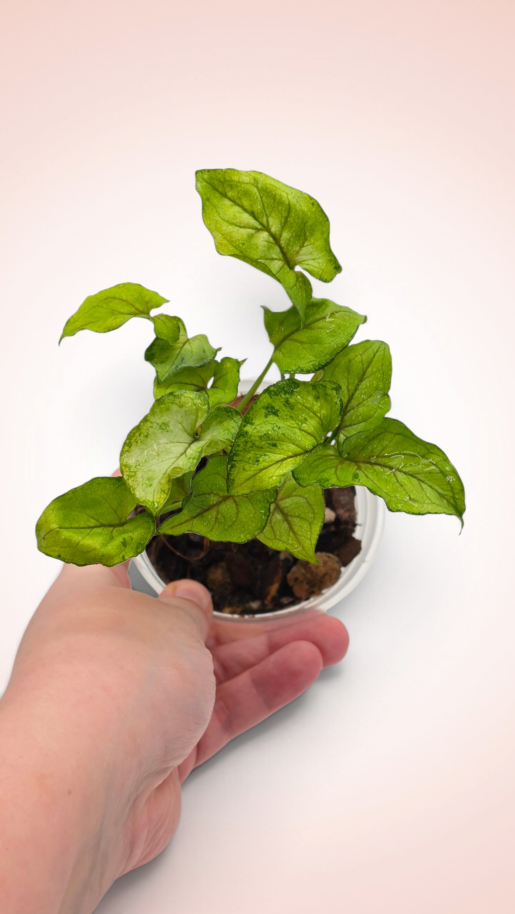 Syngonium Yami Red Wine