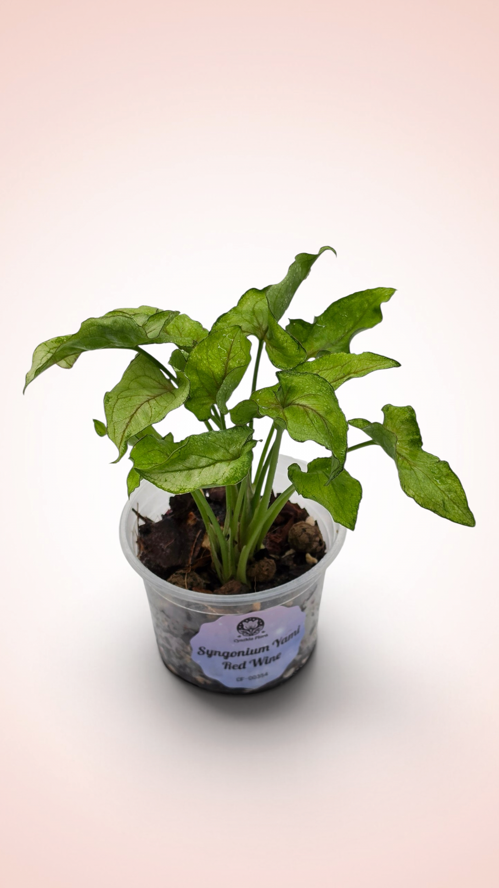 Syngonium Yami Red Wine