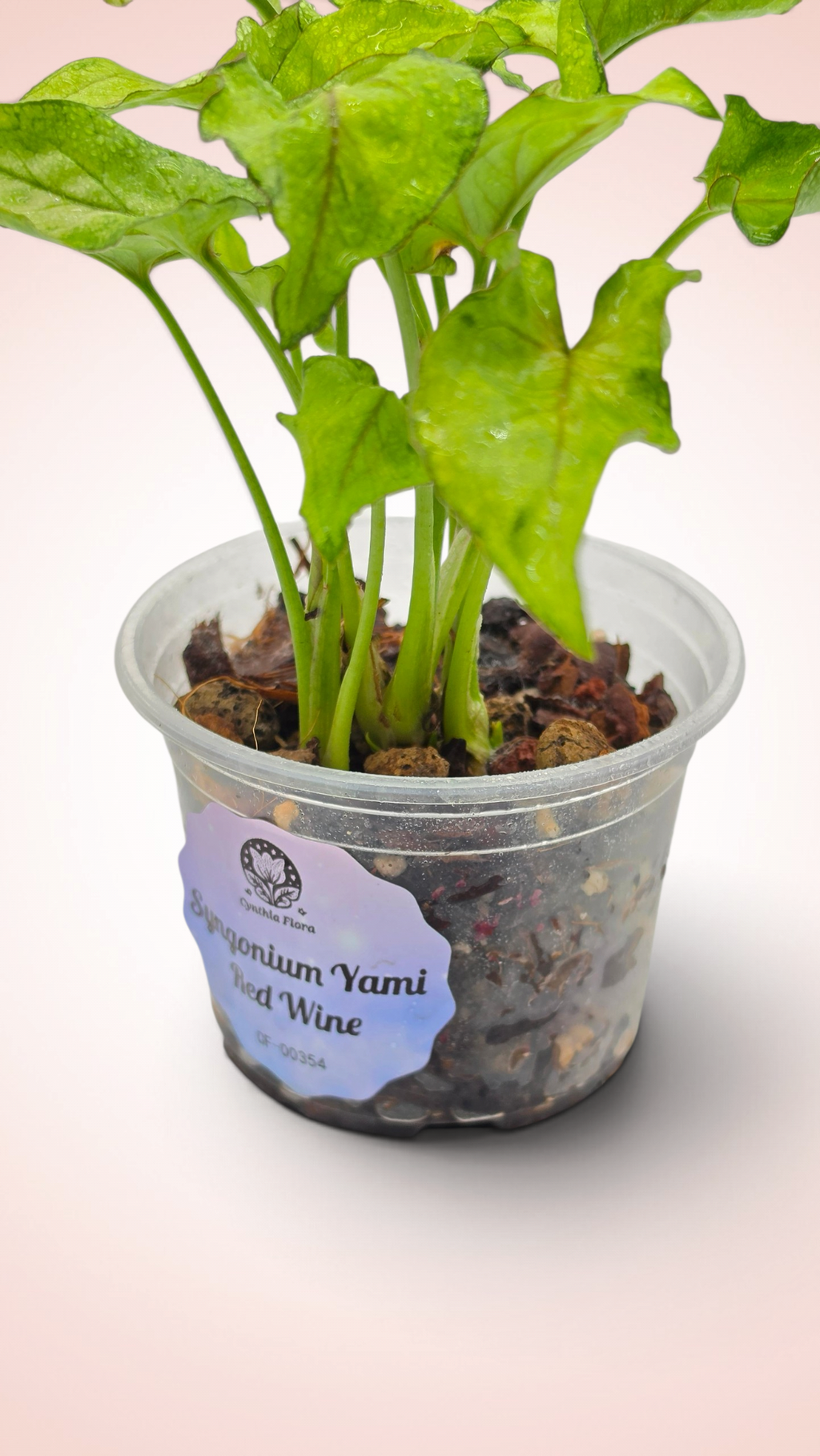 Syngonium Yami Red Wine