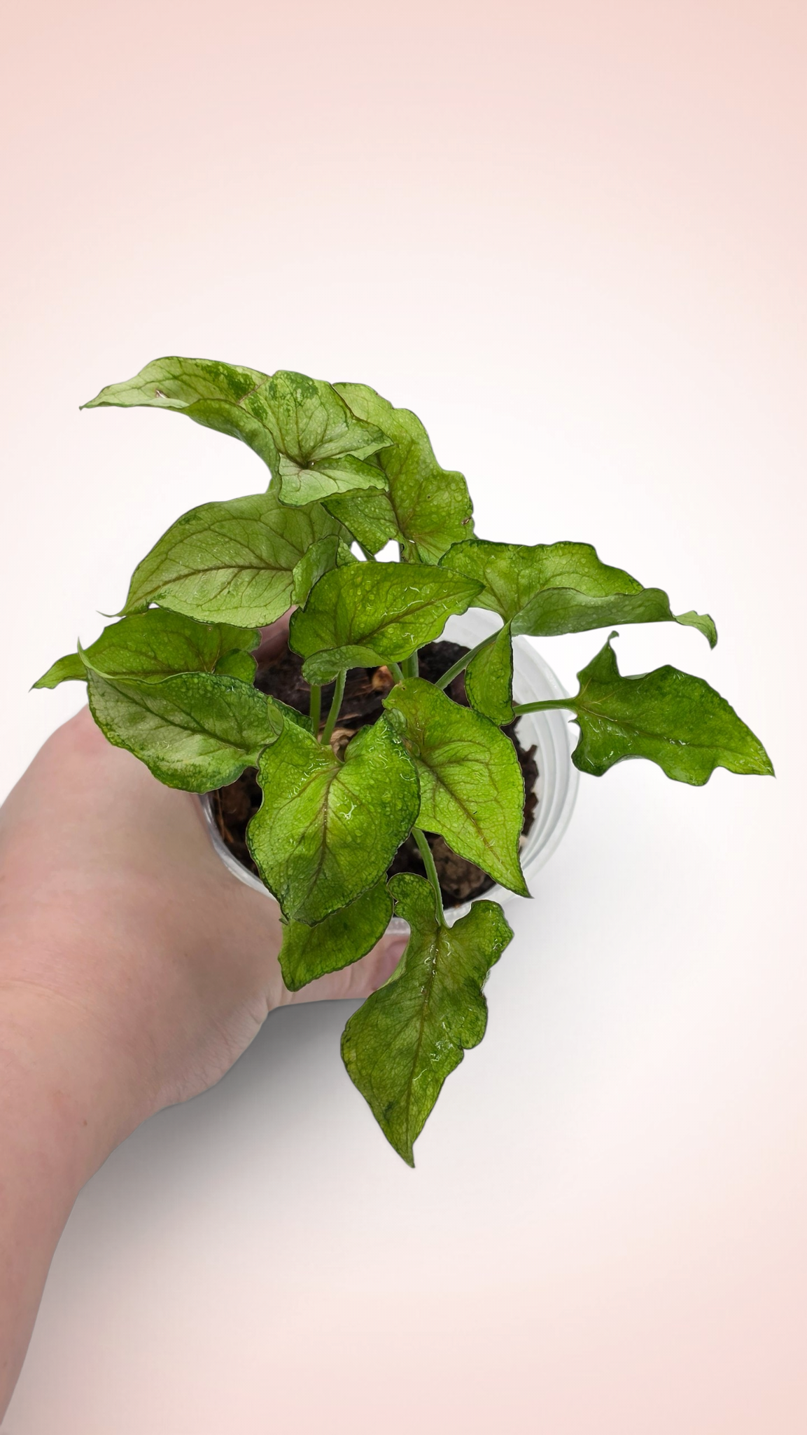 Syngonium Yami Red Wine