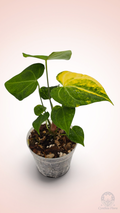 Anthurium Clarinervium Variegated