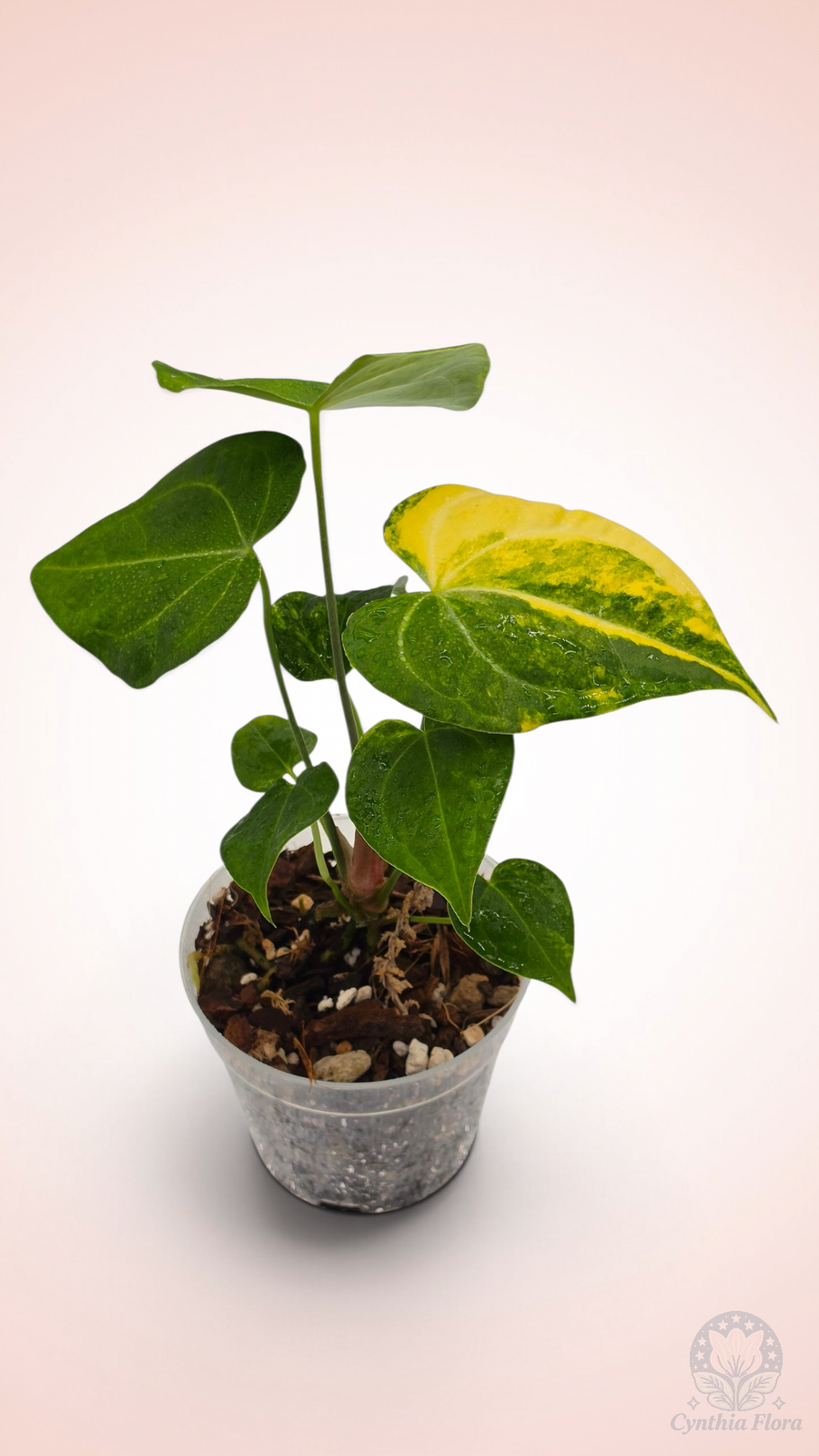 Anthurium Clarinervium Variegated