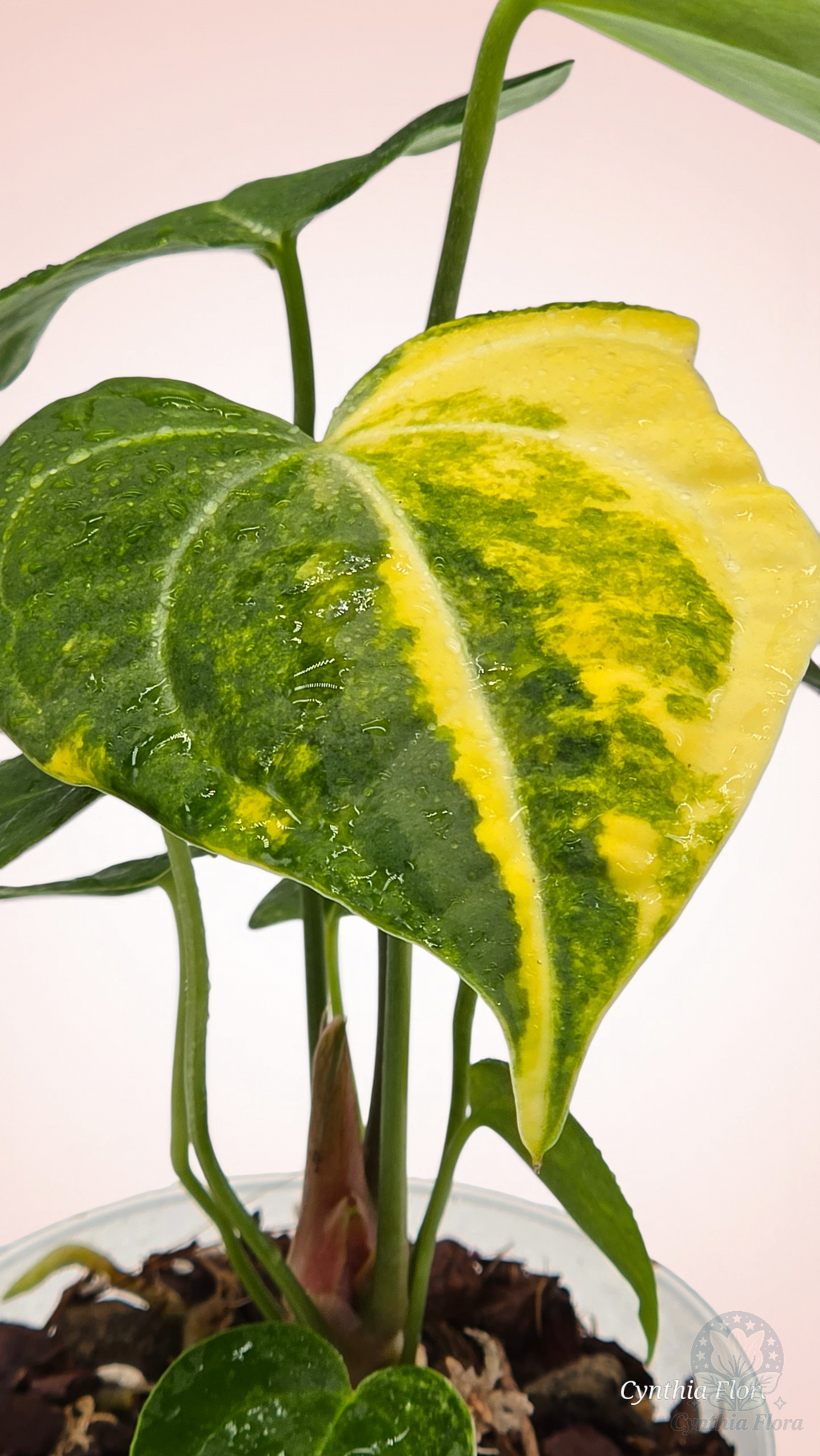 Anthurium Clarinervium Variegated