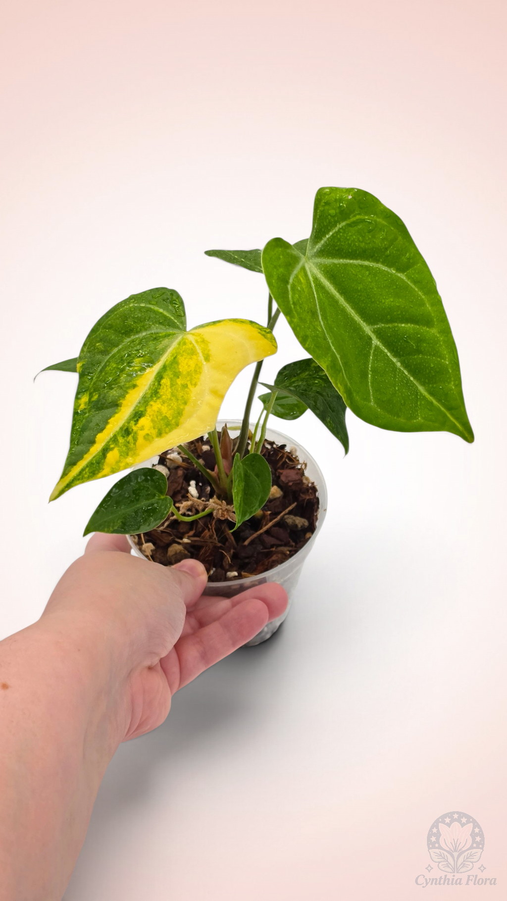 Anthurium Clarinervium Variegated