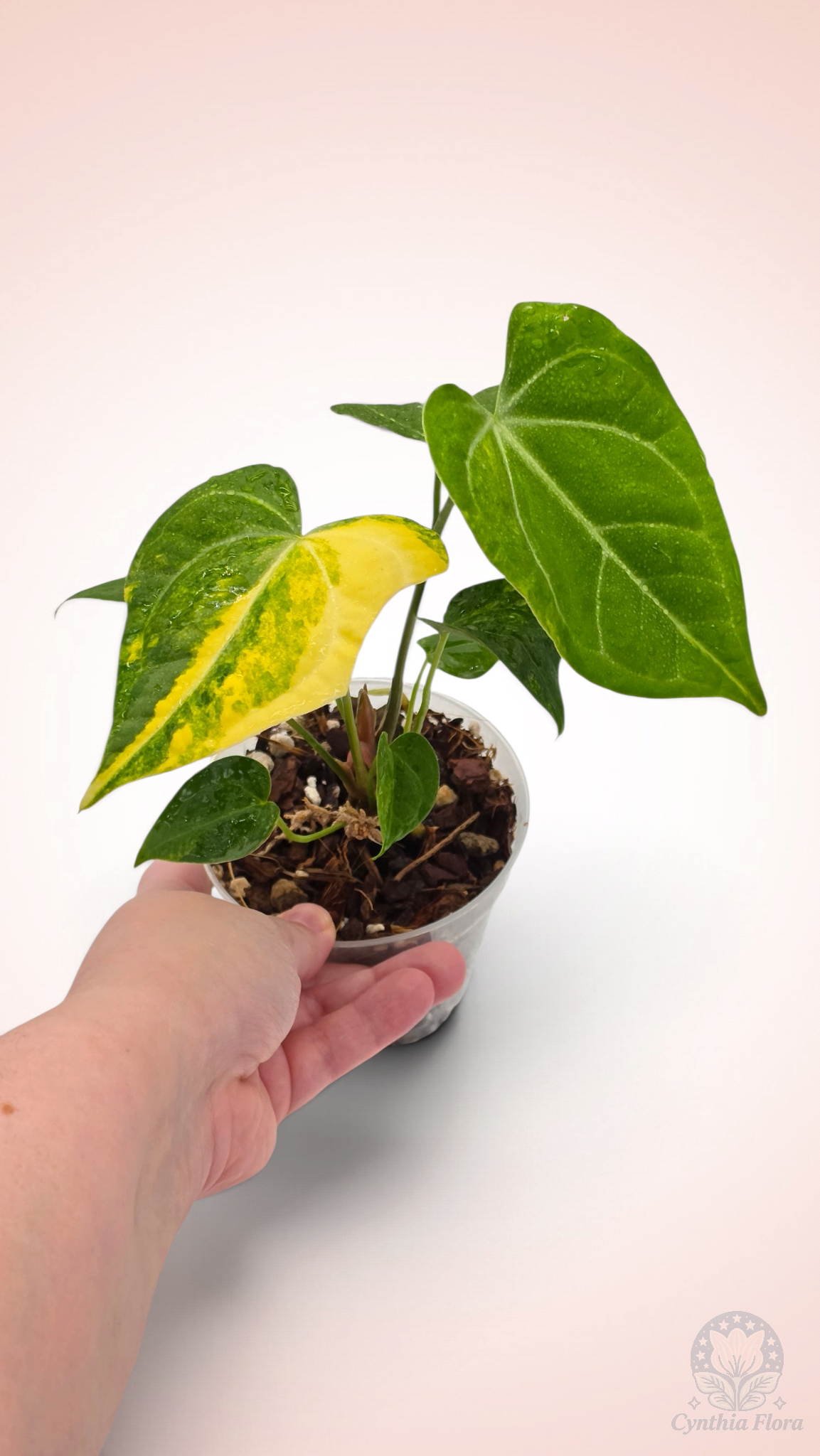 Anthurium Clarinervium Variegated