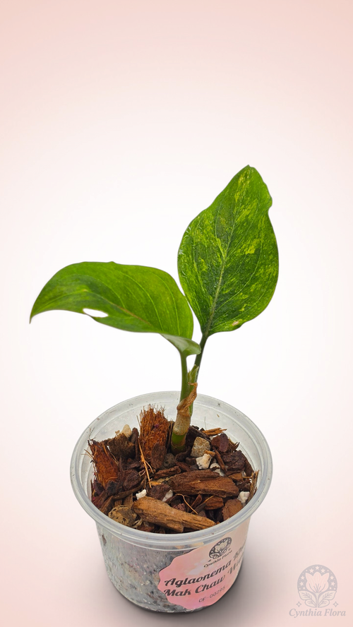 Aglaonema Khan Mak Chaw Wang