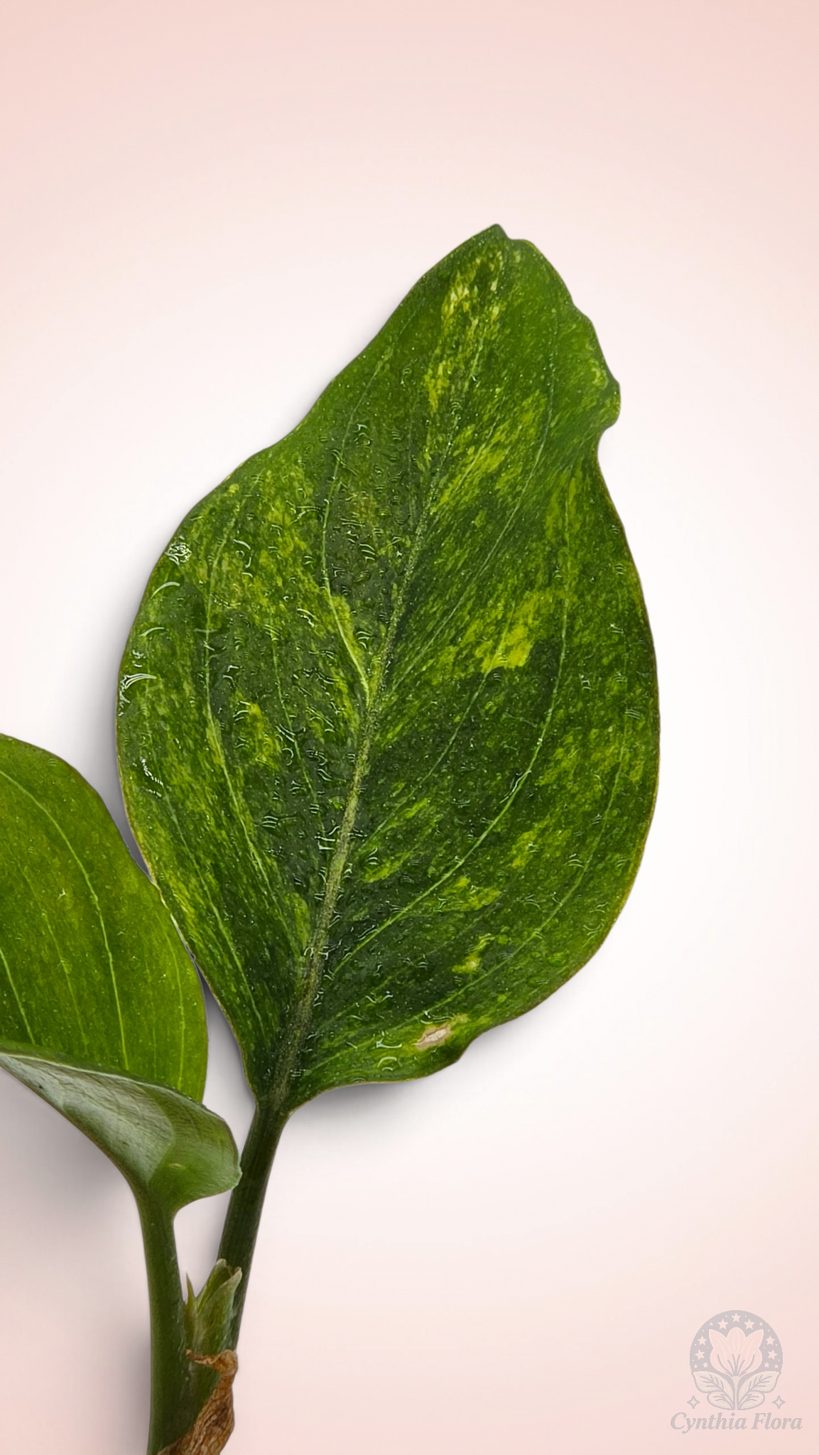 Aglaonema Khan Mak Chaw Wang