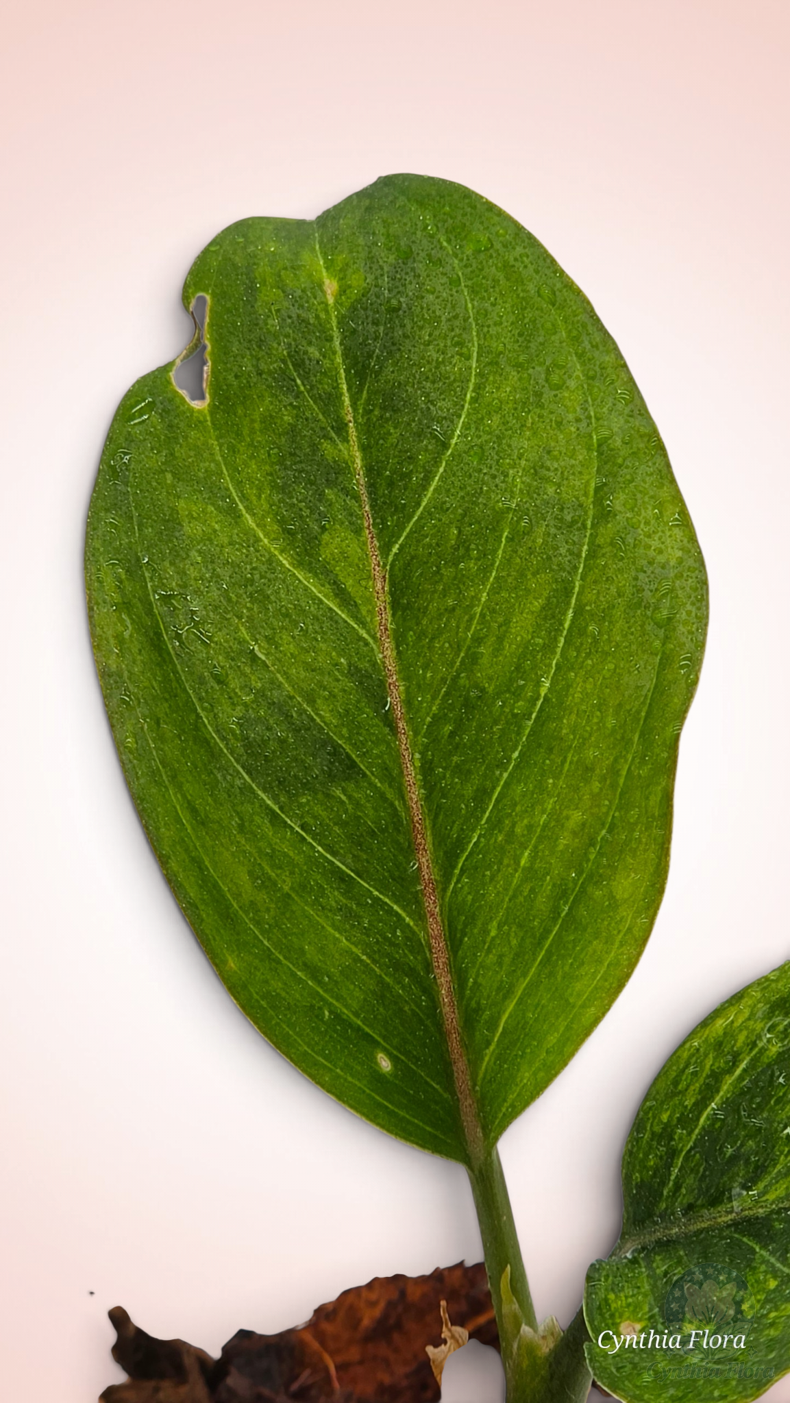 Aglaonema Khan Mak Chaw Wang