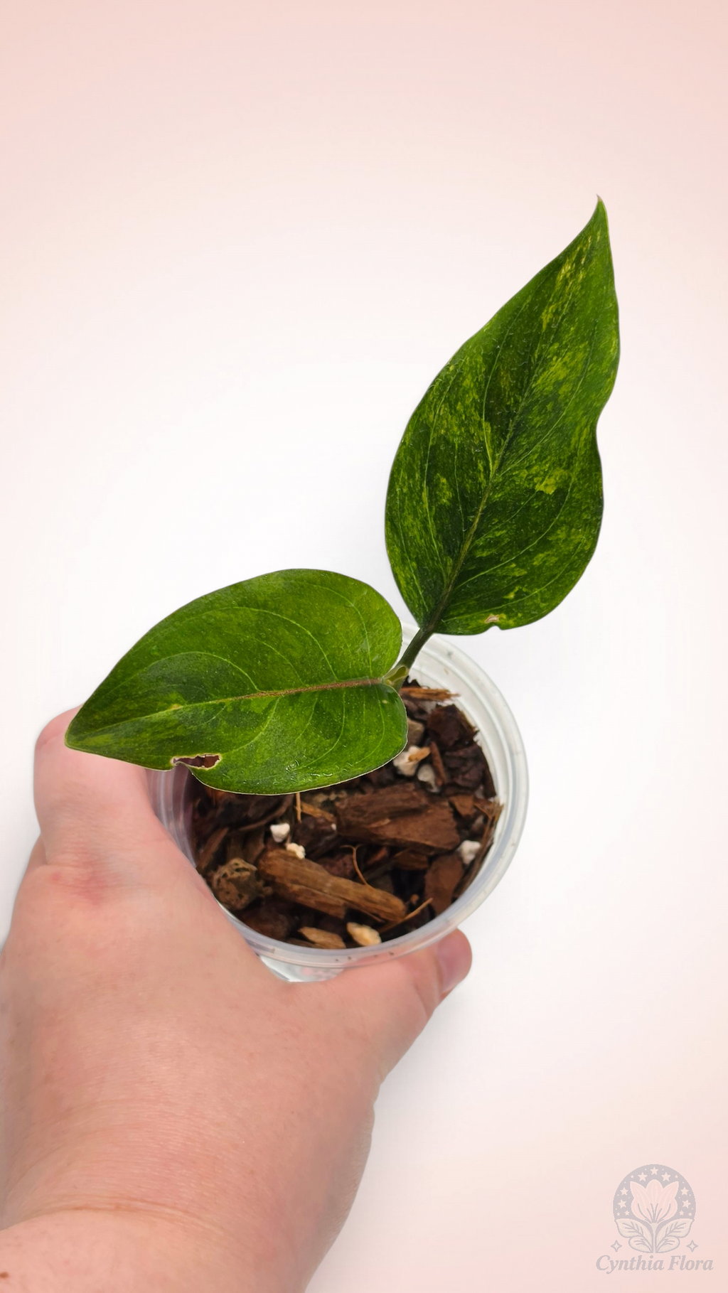 Aglaonema Khan Mak Chaw Wang