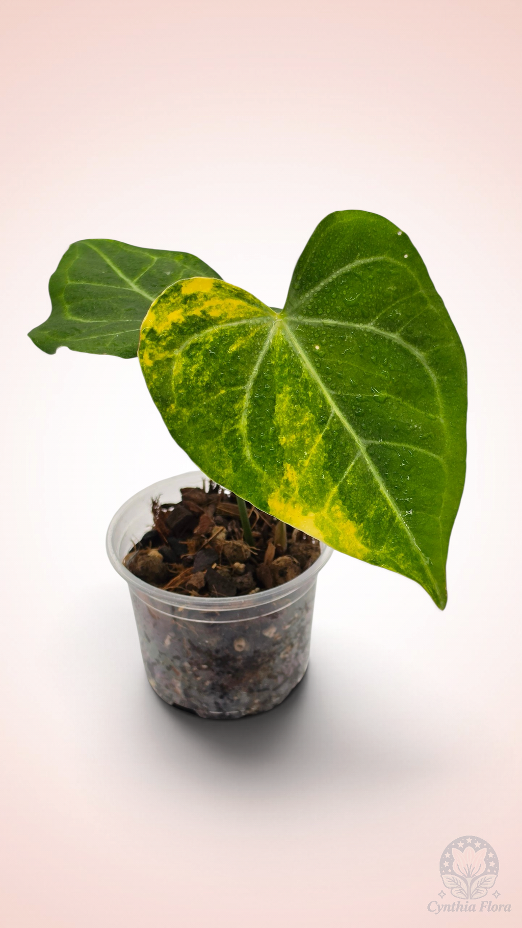 Anthurium Clarinervium Variegated