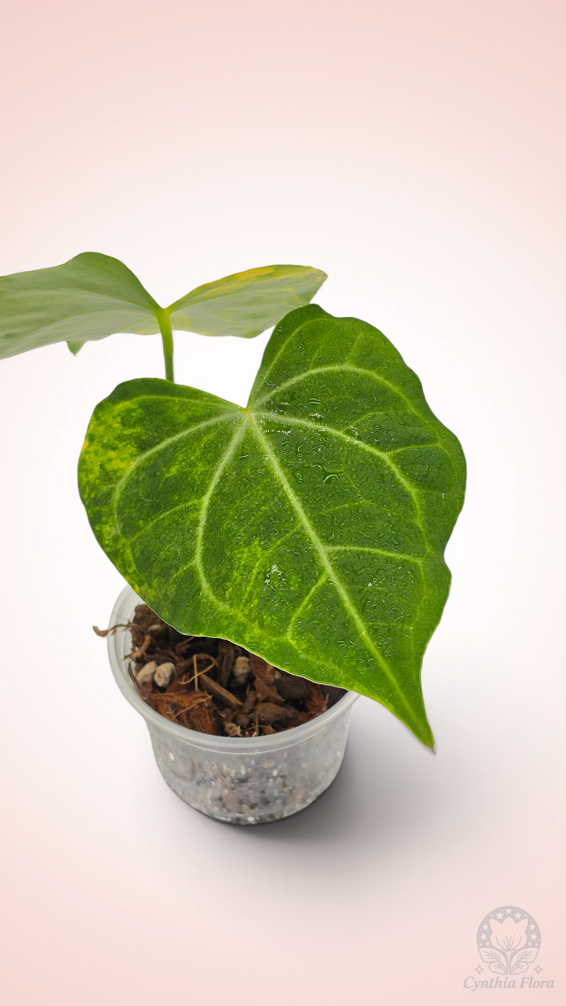 Anthurium Clarinervium Variegated