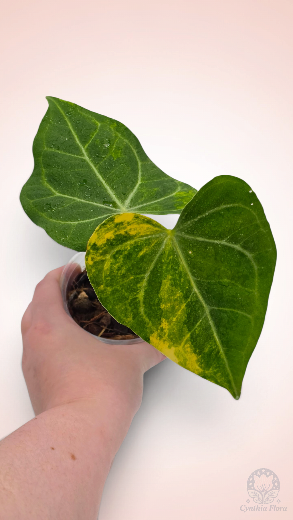 Anthurium Clarinervium Variegated