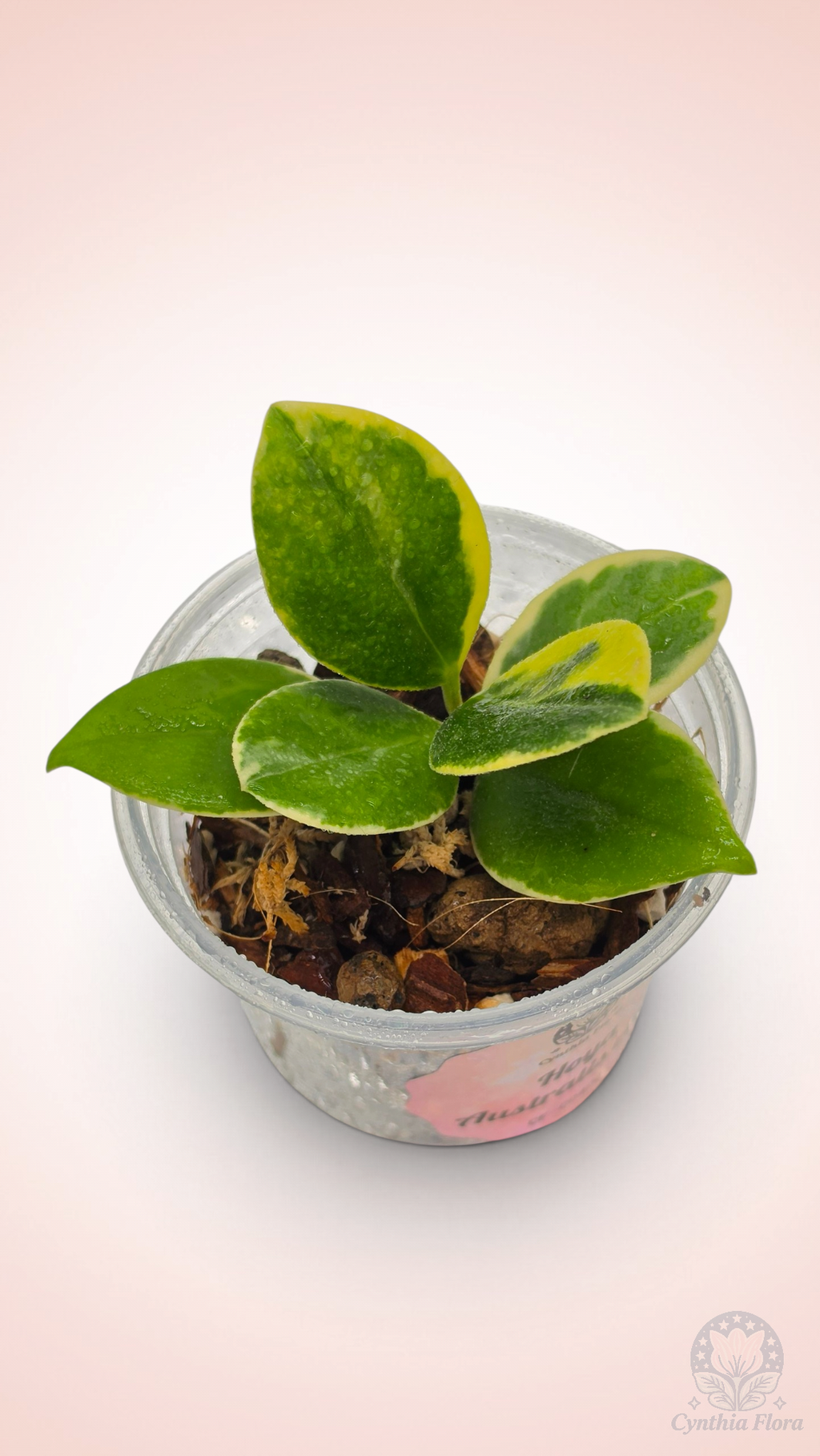 Hoya Australis Albo - Bonnie