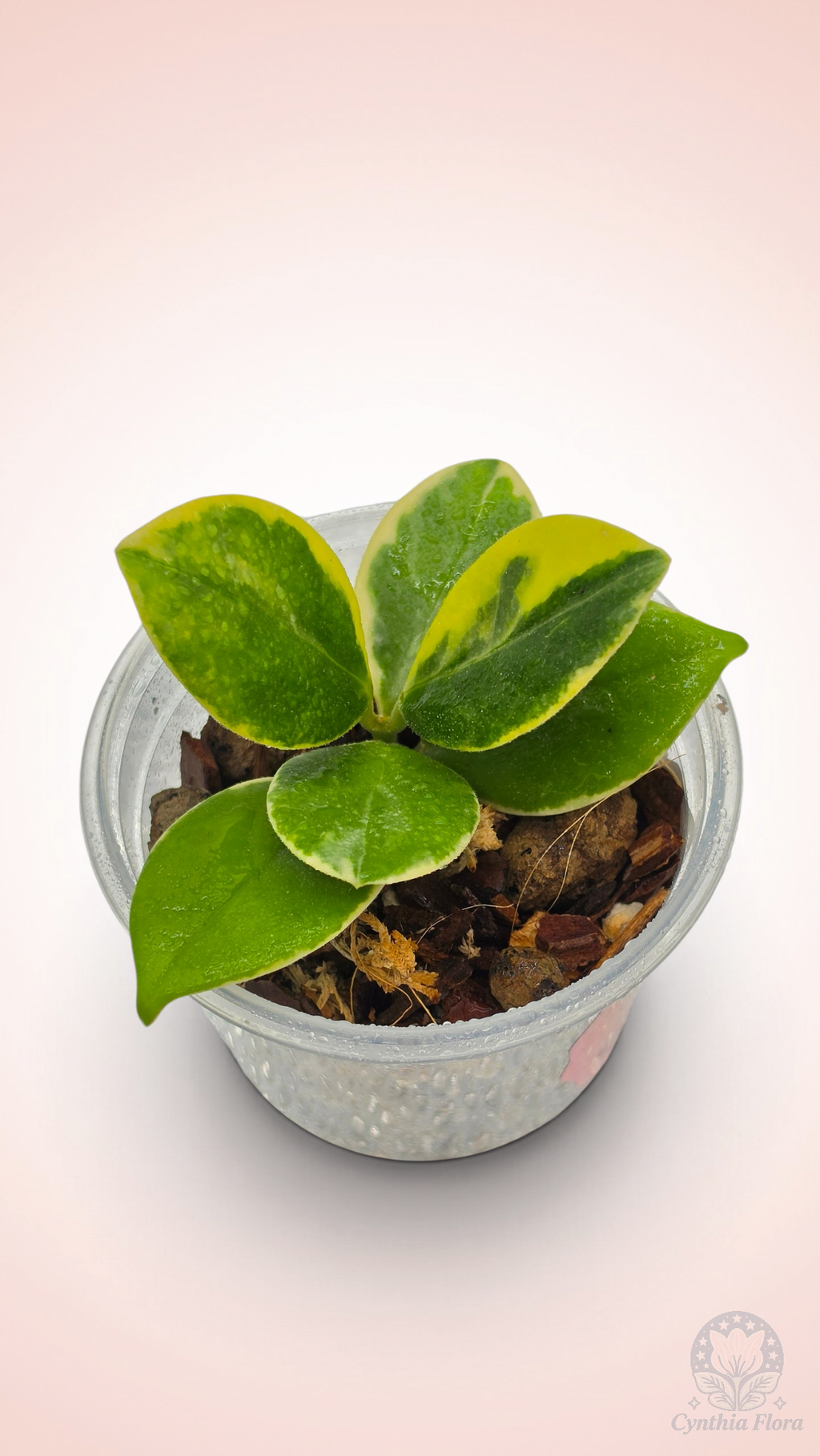 Hoya Australis Albo - Bonnie