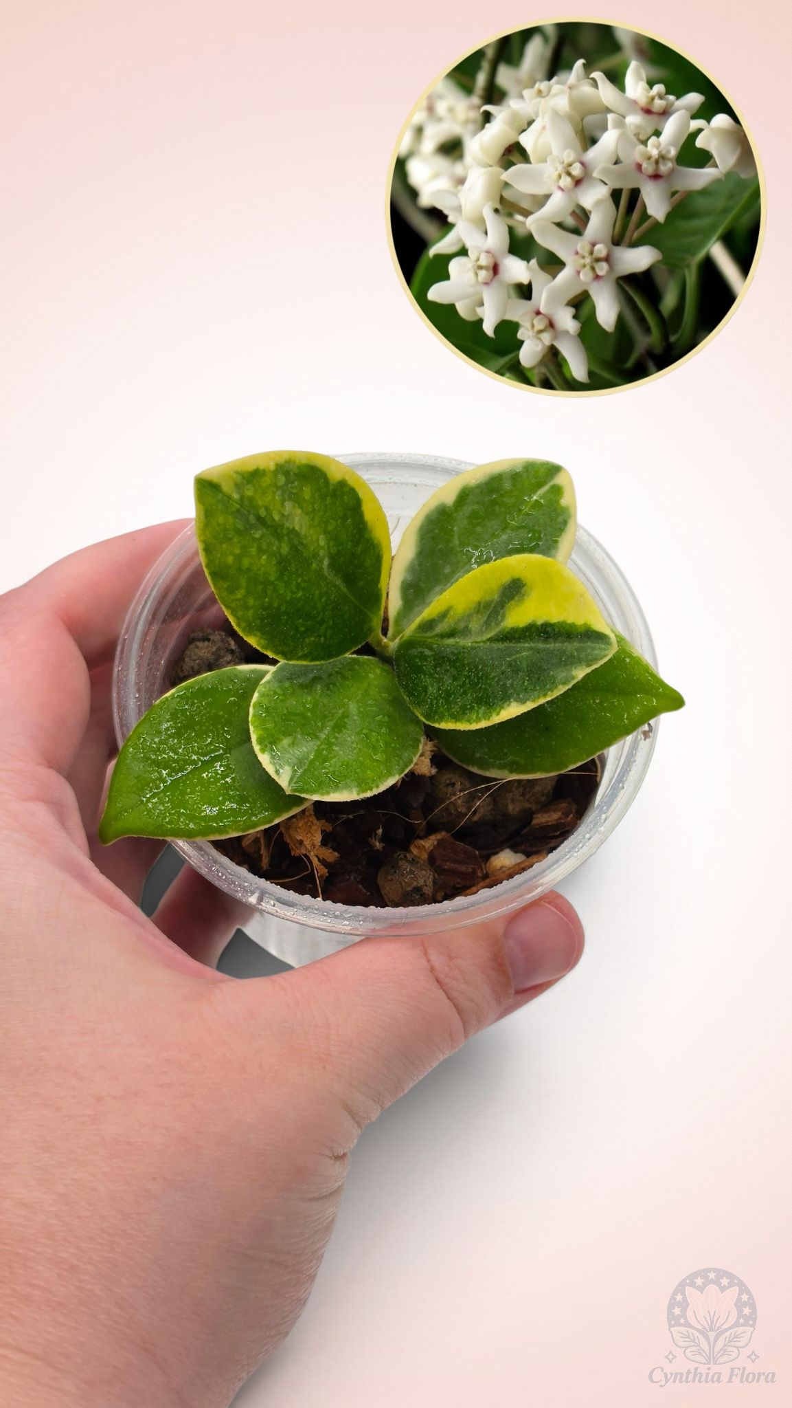 Hoya Australis Albo - Bonnie