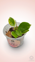 Hoya Australis Albo - Bonnie