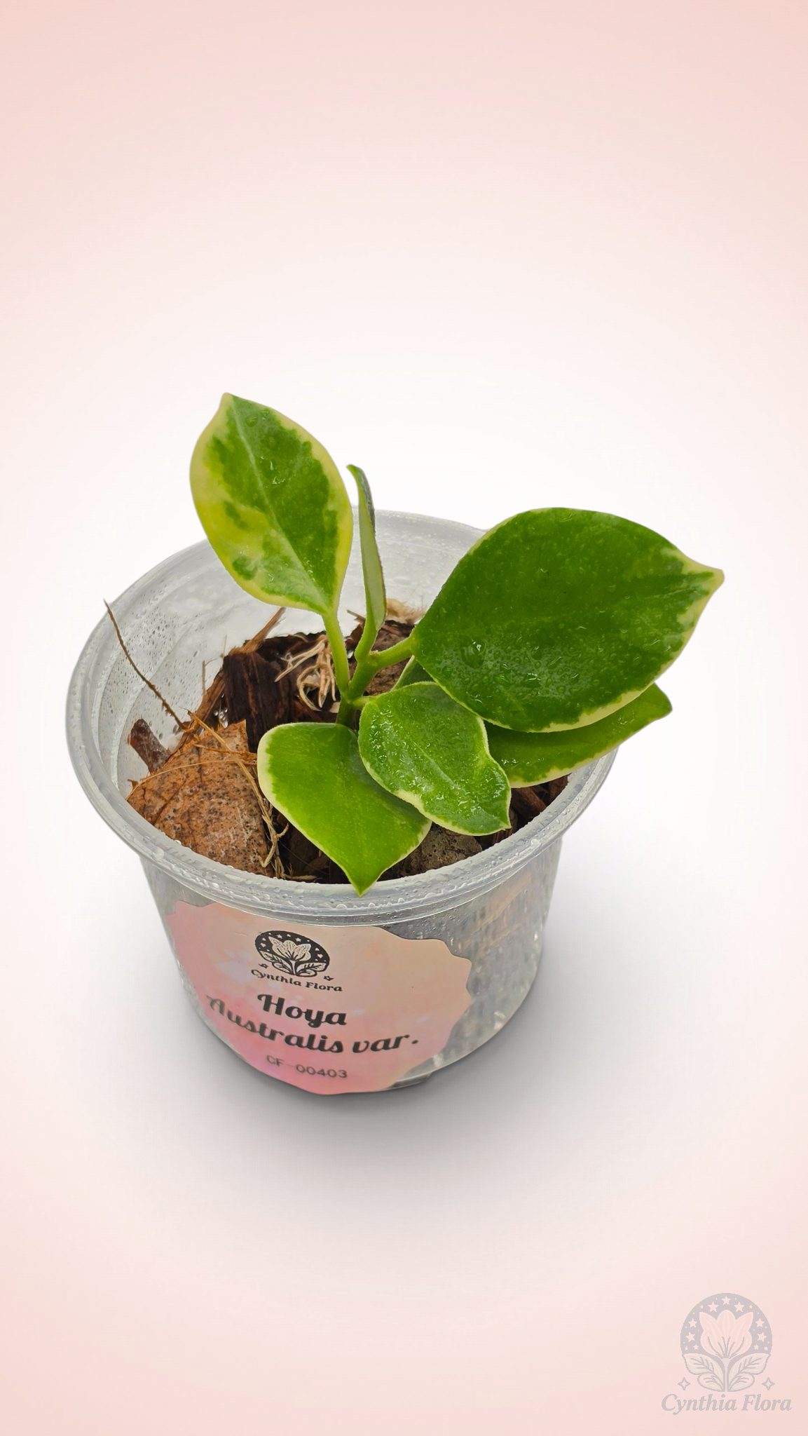 Hoya Australis Albo - Bonnie