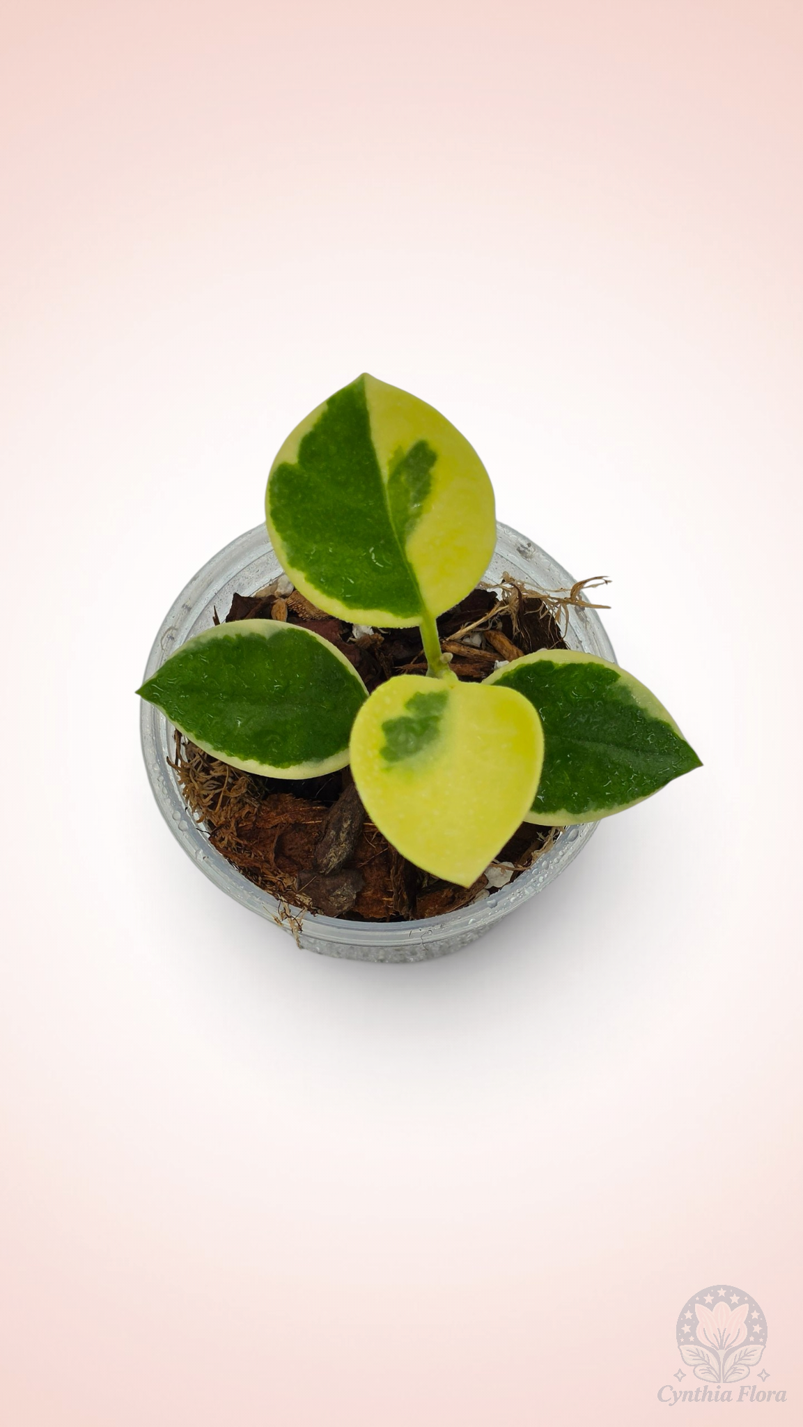 Hoya Australis Albo - Bonnie