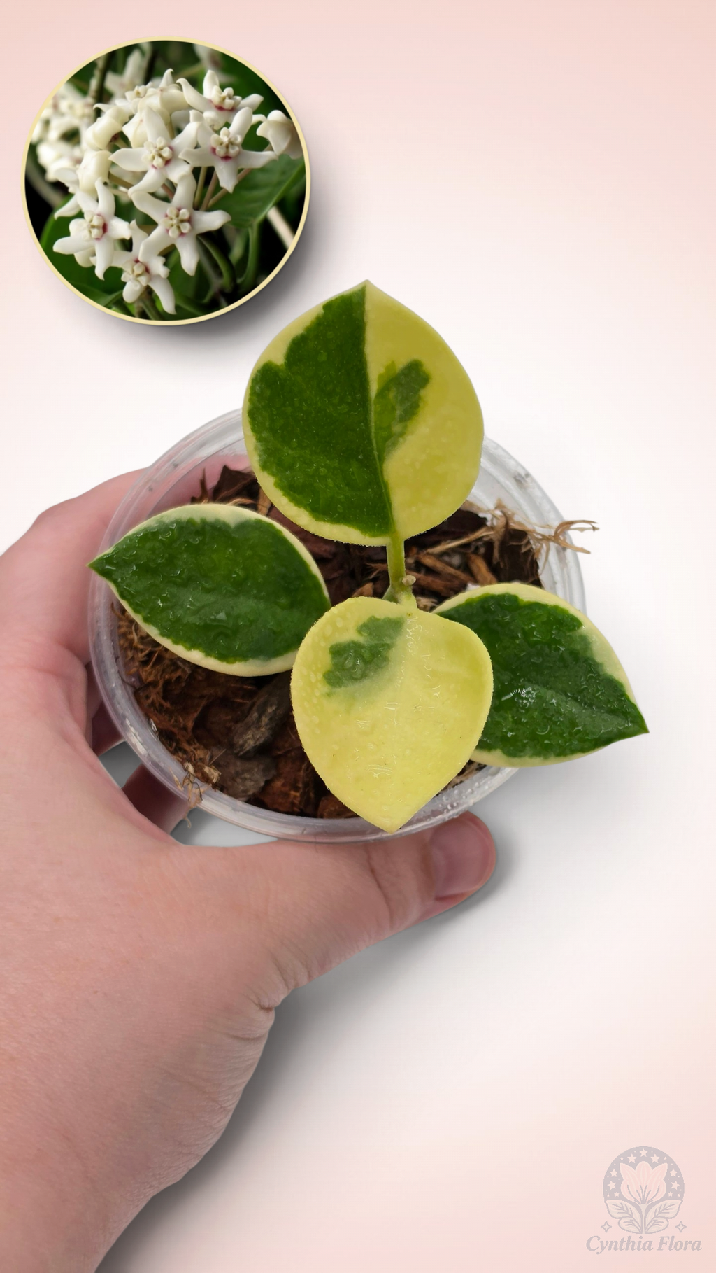 Hoya Australis Albo - Bonnie