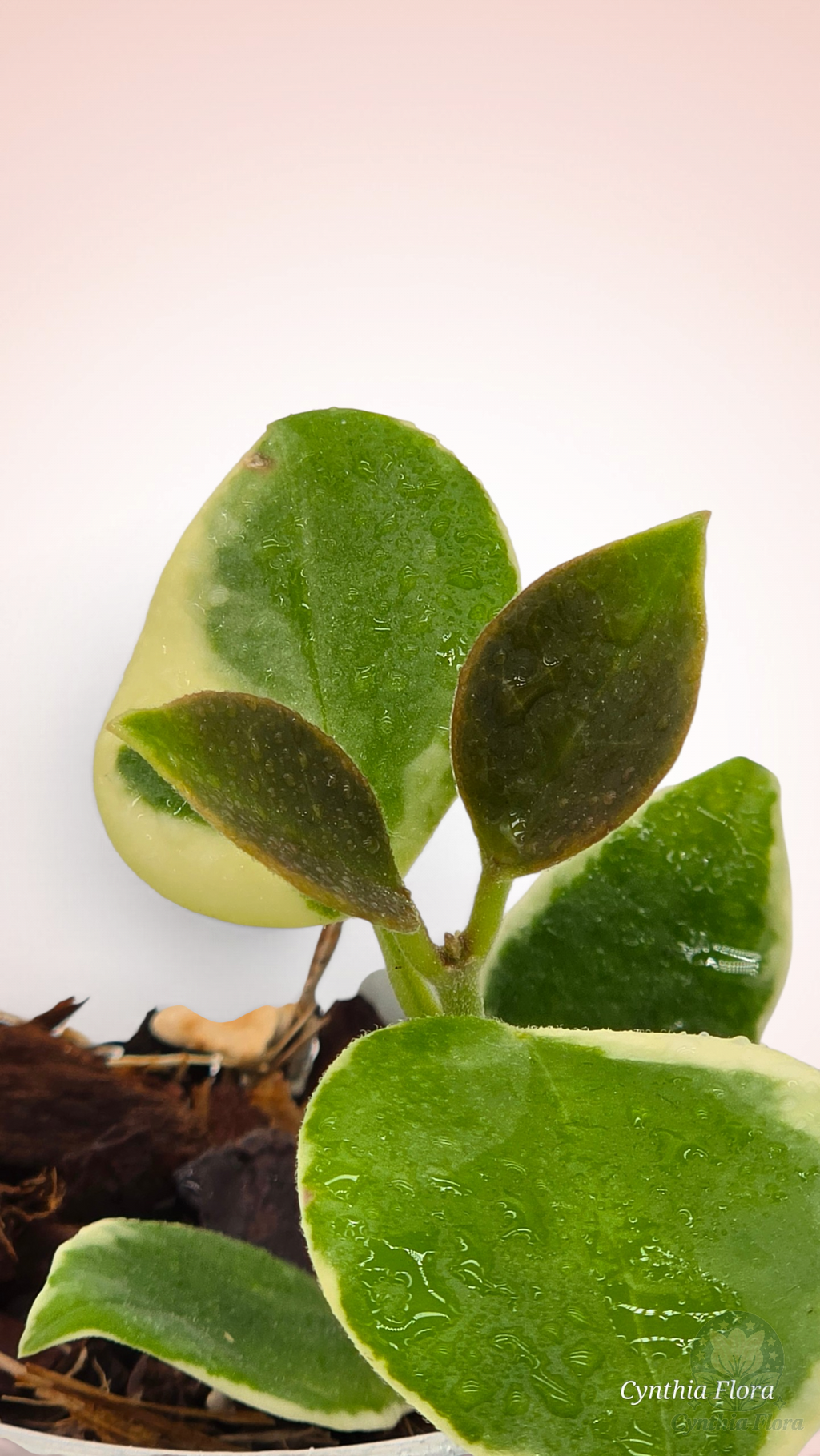 Hoya Australis Albo - Bonnie